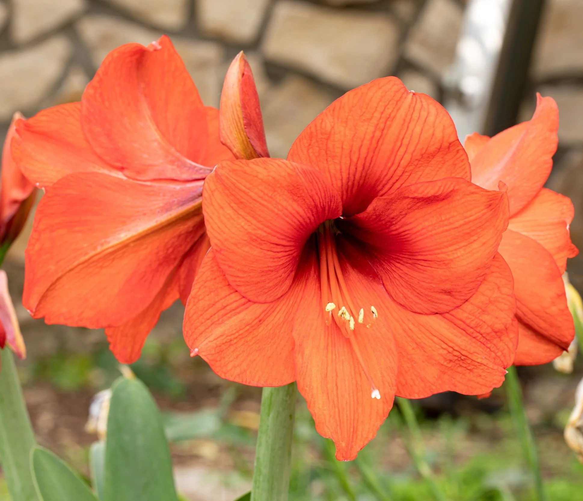 邦楽 amaryllis Amaryllis (Hippeastrum) Shining Star for Sale online on