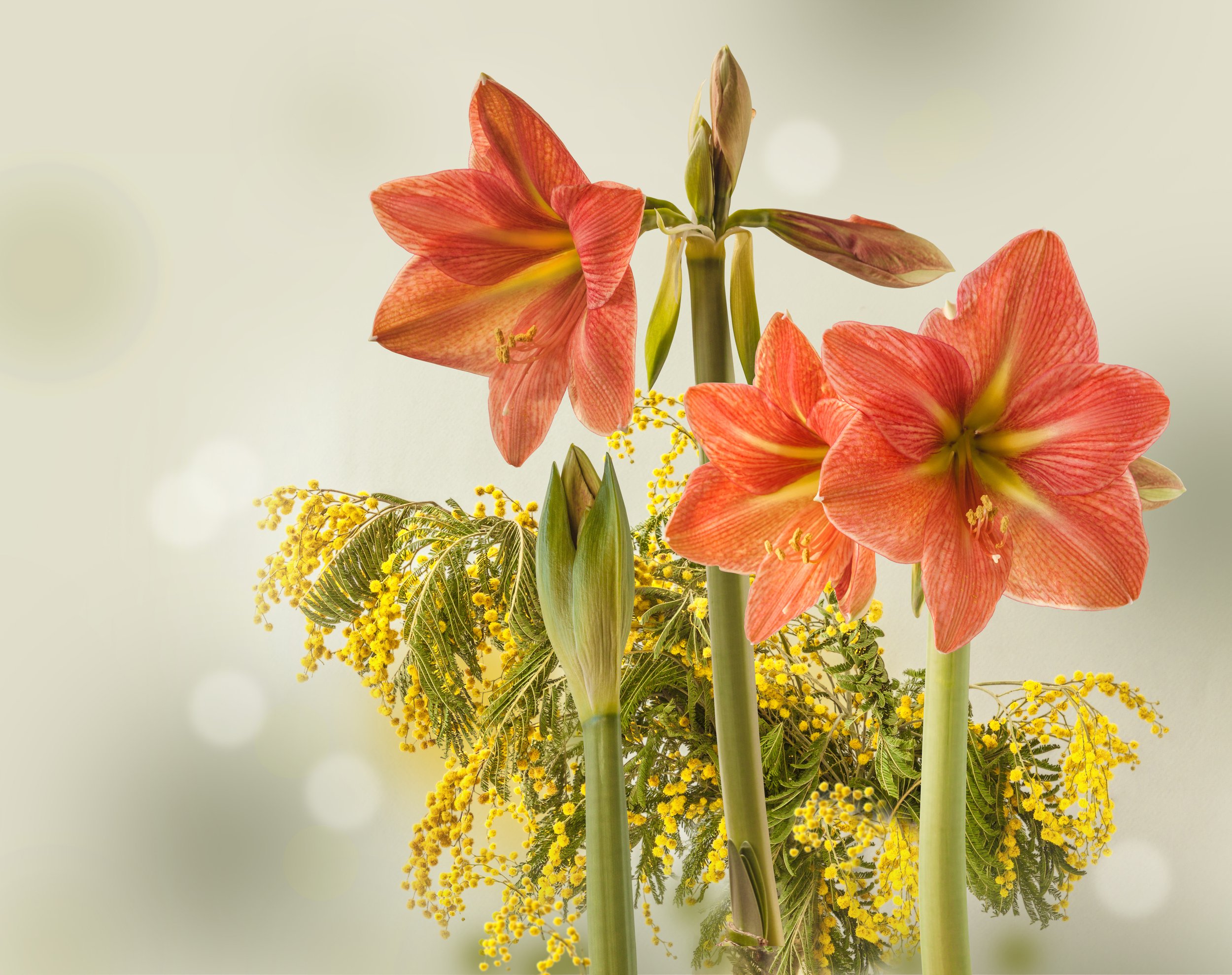 Amaryllis 'Terracotta Star' - Omnia Botanica