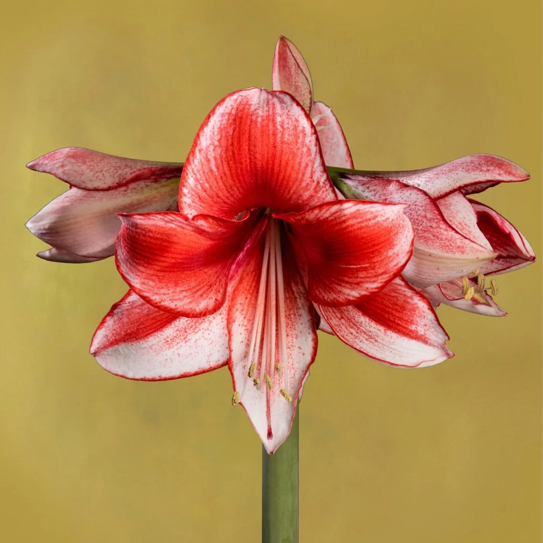 Amaryllis 'Charisma' - Omnia Botanica