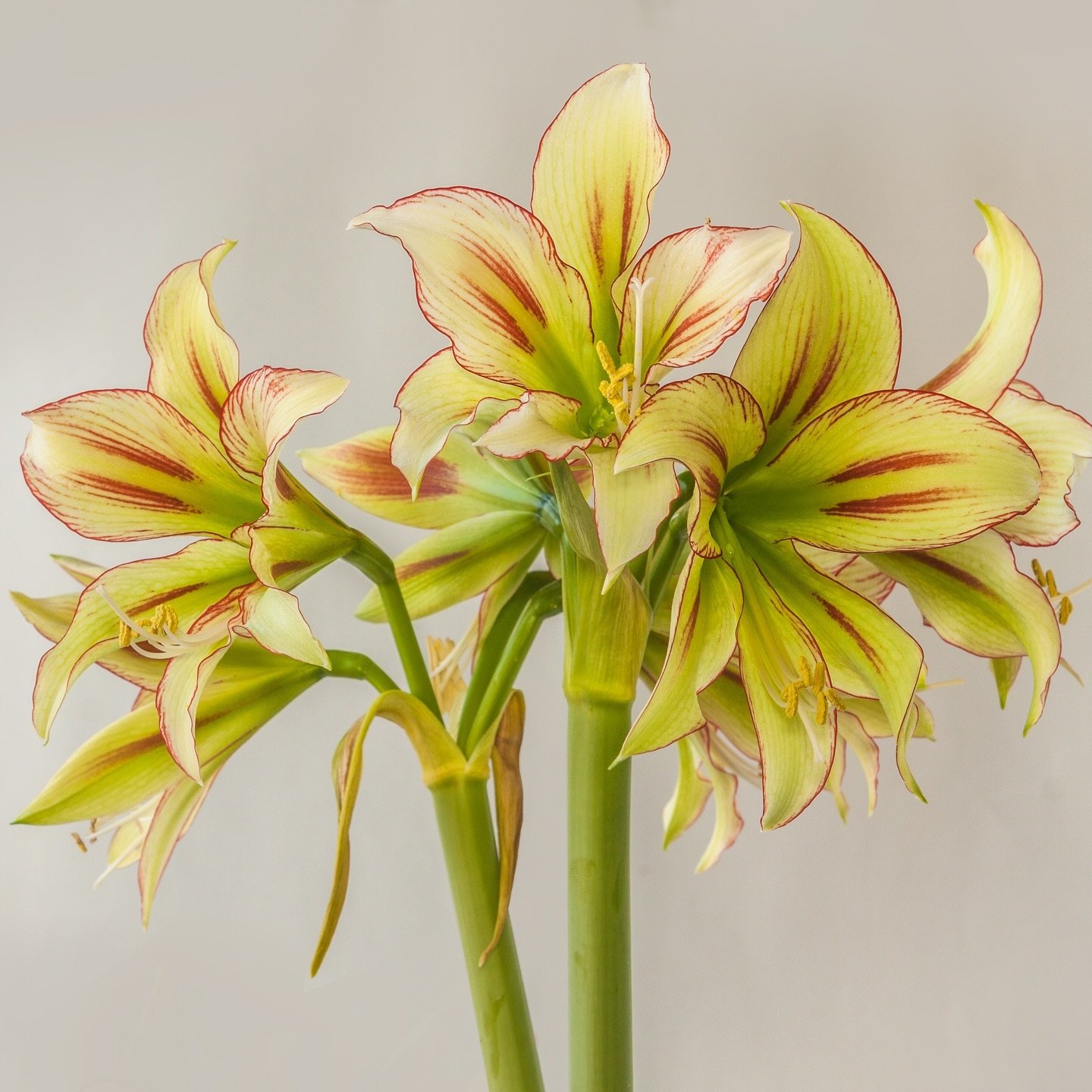 COLD HARDINESS &amp; HIPPEASTRUM - While the bold beauties that adorn our interiors for the holidays are often viewed as delicate houseplants, their durability in reality is quite the opposite. 

Hybrid Amaryllis (Hippeastrum) are the descendants of 