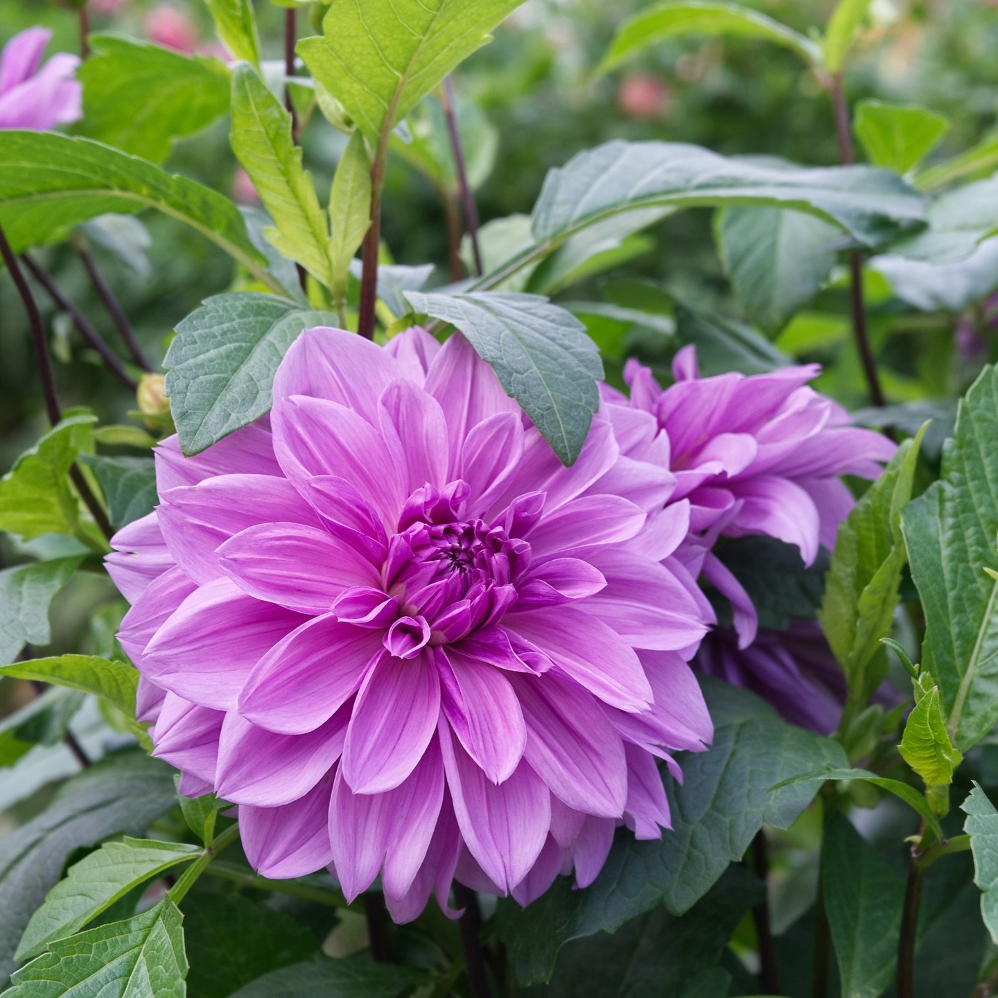 ENDLESS SUMMER SALE - All remaining Dahlias are 20% percent off, while supplies last. Tuber sales close this Sunday, June 22nd, so don&rsquo;t delay! This is a great chance to extend your growing season as tubers can still be safely planted in all bu