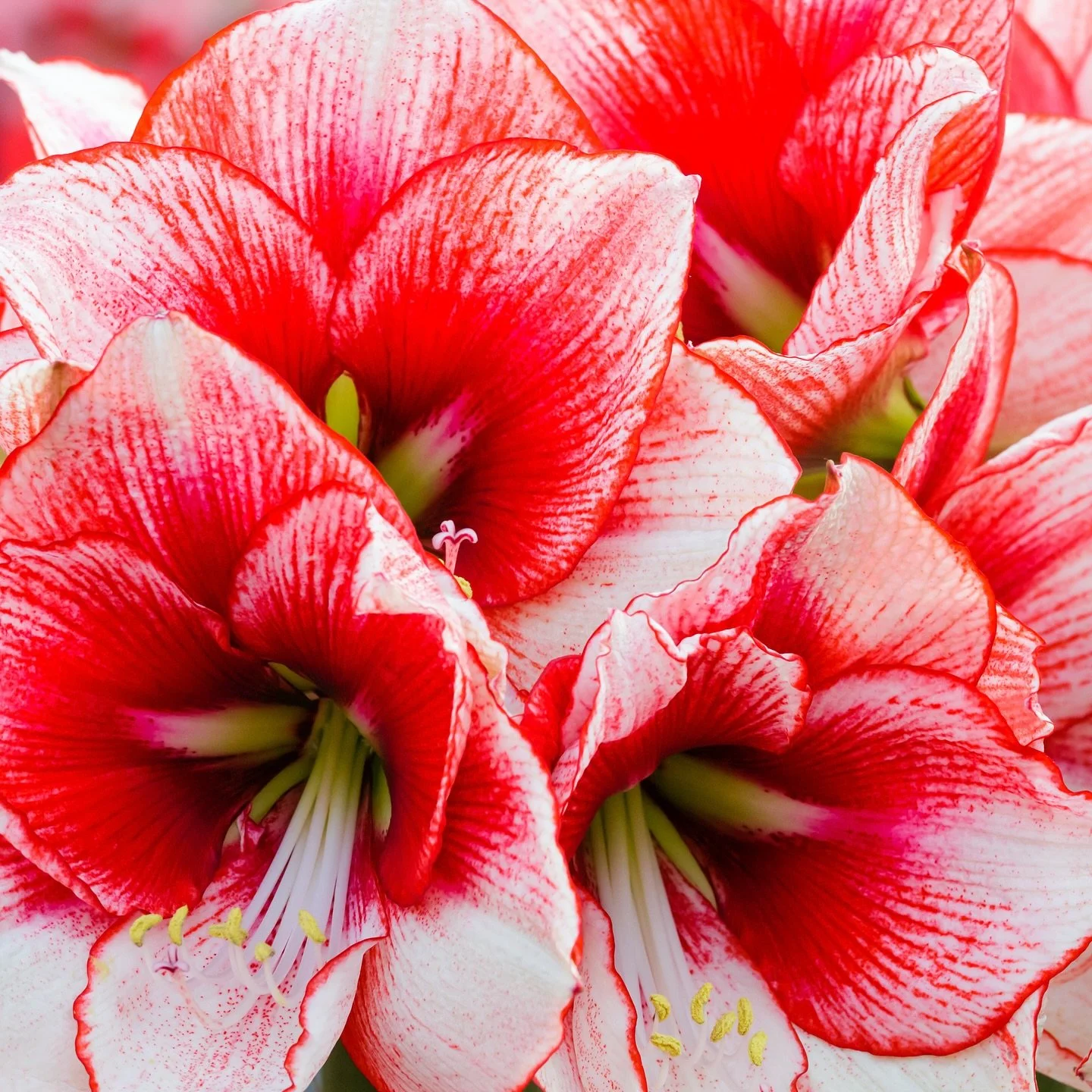 🌸FALL/WINTER COLLECTION🌸

Good news! This year&rsquo;s flowerbulb crop is currently being evaluated. Pre-order availability has begun updating on our webshop and will be complete by Monday, August 18th. 

As our current operational focus has been o