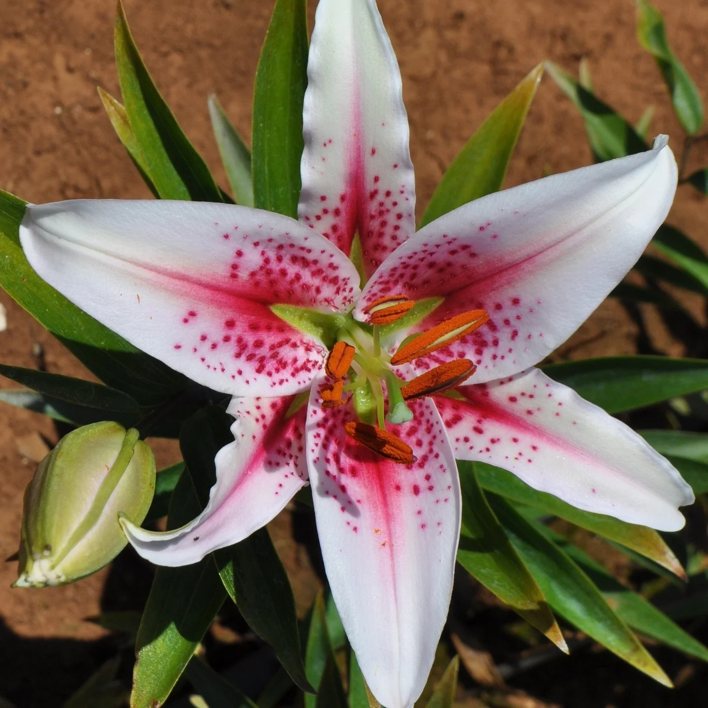 Our Fall &amp; Winter 2025 Collections are now fully updated and available for pre-order. Featuring farm fresh Amaryllis and exclusive new Mak-Leek Lilium varieties, quantities are limited this season so be sure to stop by the web-shop today! 🌸