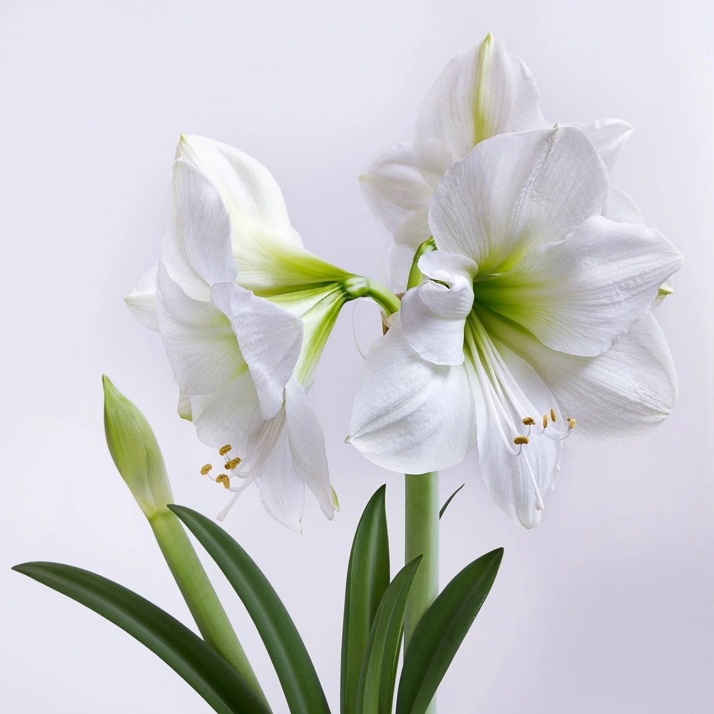 AMARYLLIS &lsquo;CASABLANCA&rsquo; - As the iconic namesake suggests, &lsquo;Casablanca&rsquo; features crisp white petals and a chartreuse heart. Classic good looks and 4-6 flowers per stem make this variety perfect for the holidays! The Netherlands