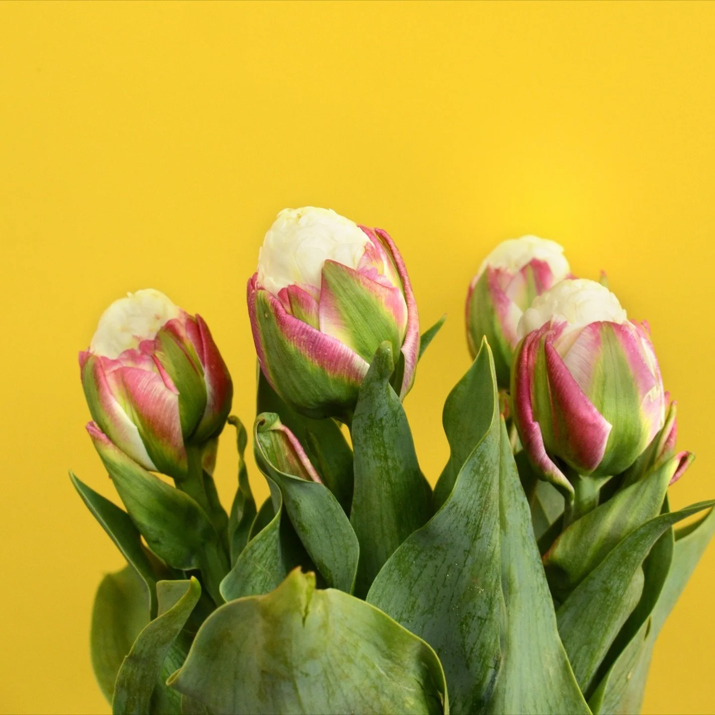 TULIP &lsquo;ICE CREAM&rsquo; - A unique peony class (double late) variety that is newer to the market. Not the first to feature this look as &lsquo;Rex Rubrorum&rsquo; (circa 1830) featured bicolor red &amp; white blossoms with the added bonus of wh