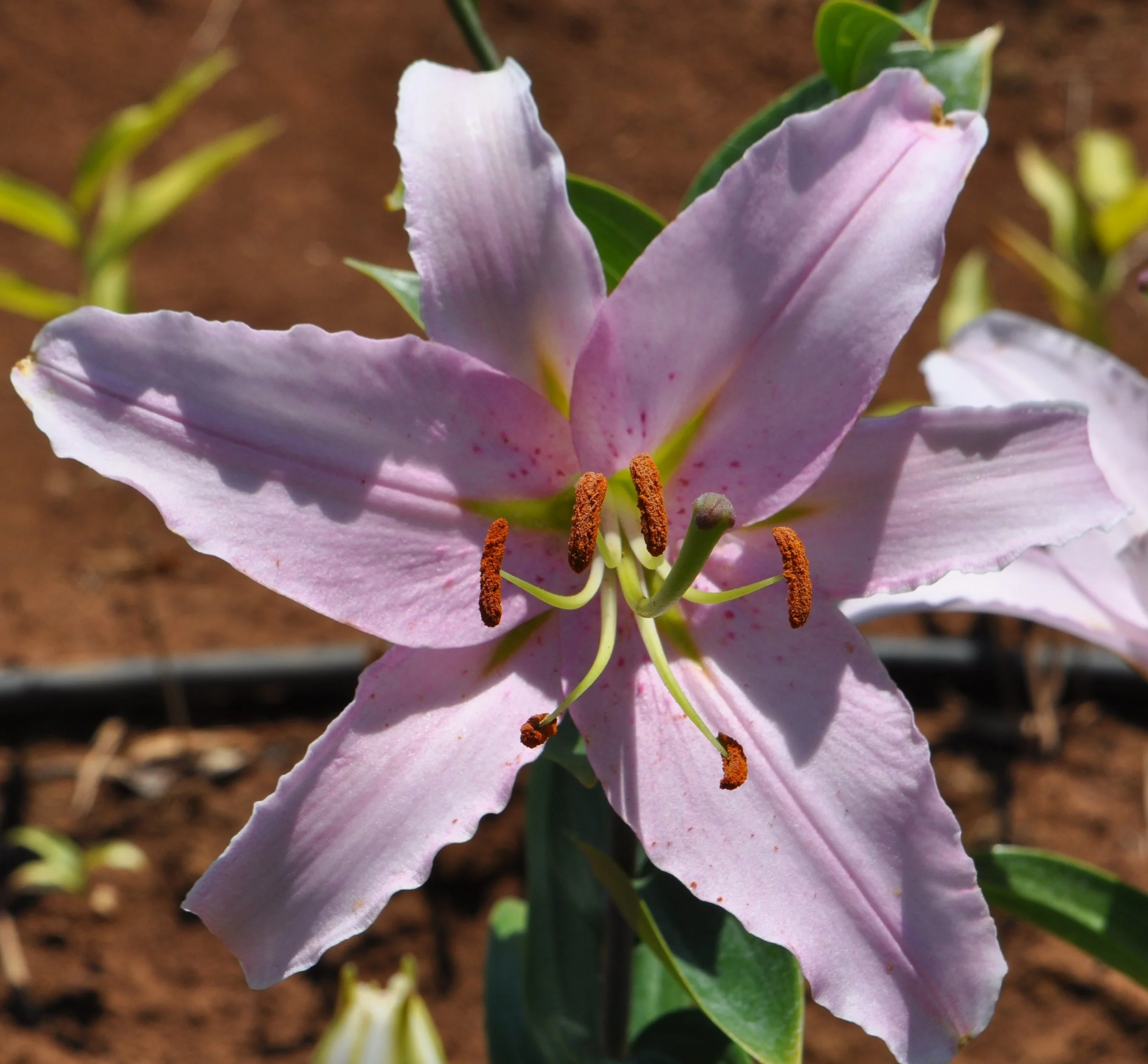 Or 25# 15 (L. Speciosum hybrid)-close-up.JPG