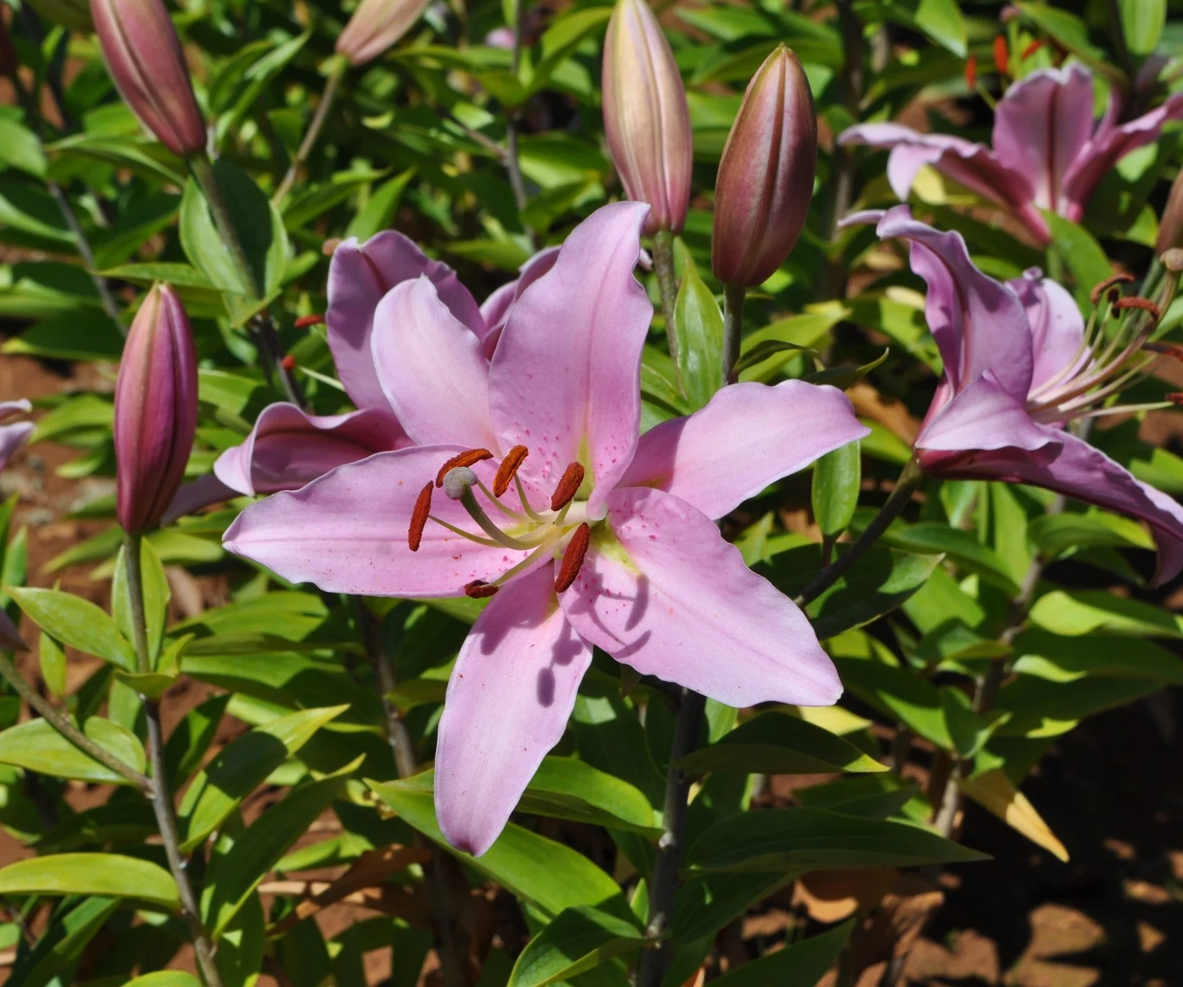 Or 25# 25 (L. Speciosum hybrid).JPG