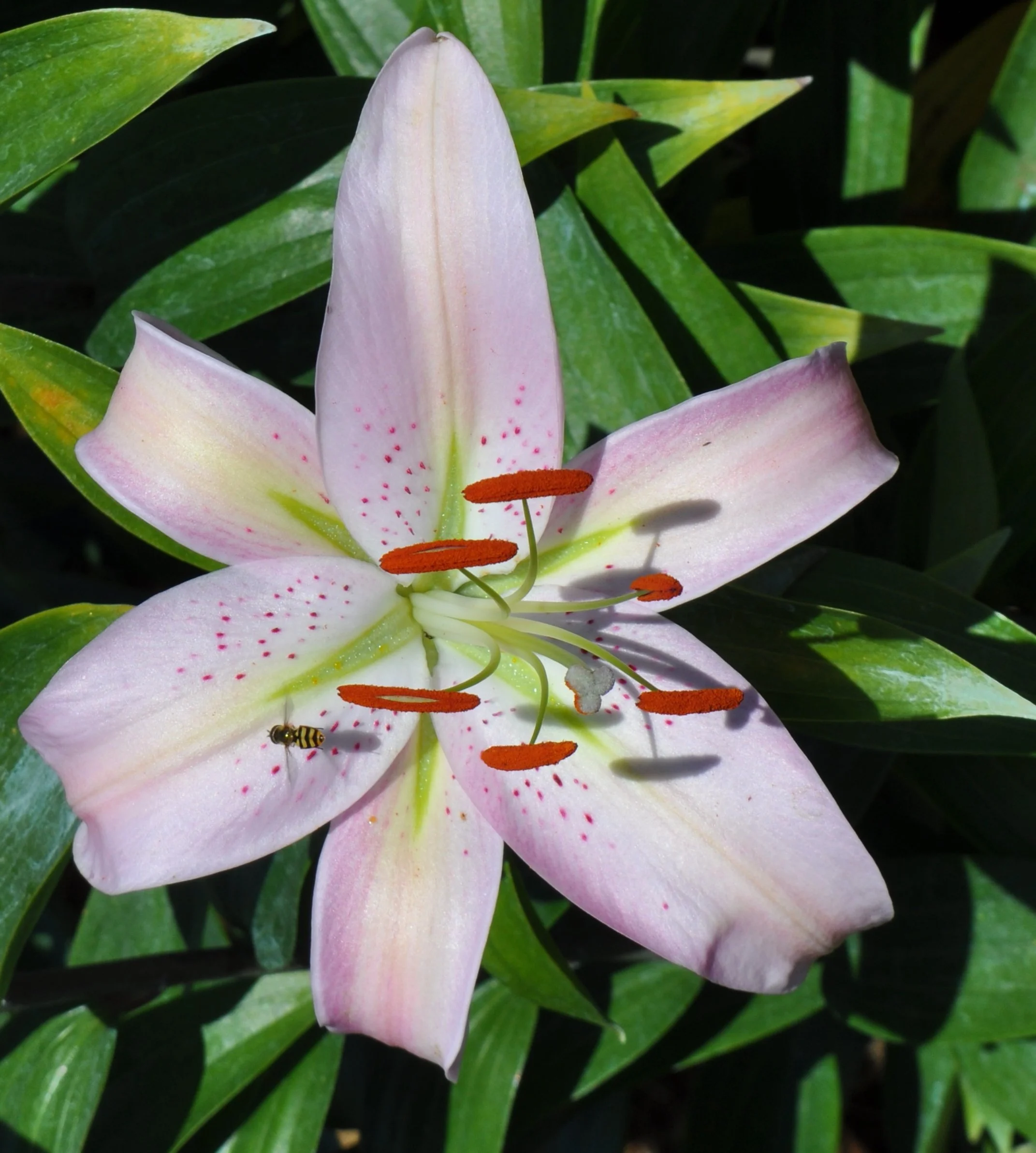 Or 25# 2 (L. Speciosum hybrid)-close up.JPG