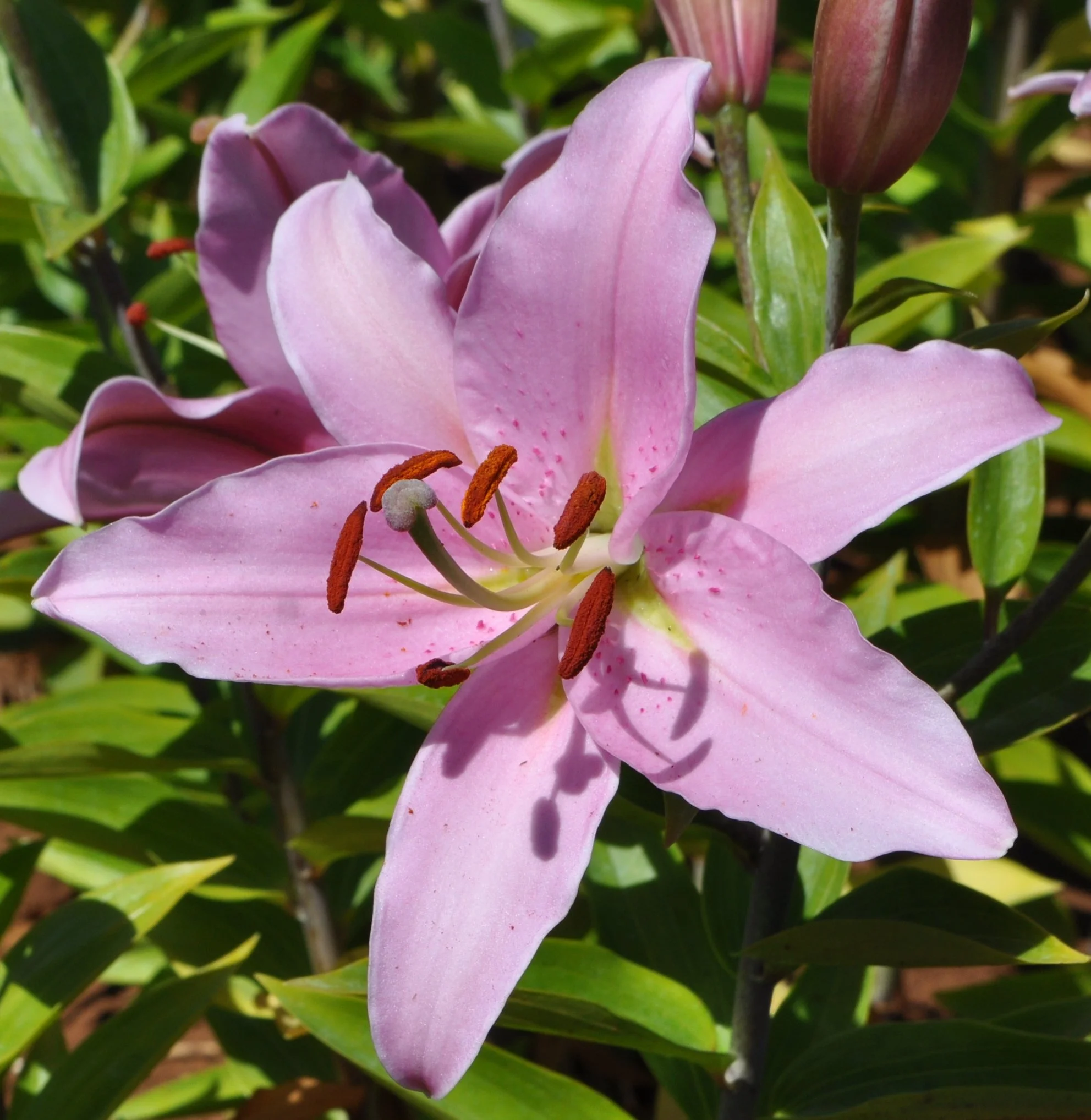 Or 25# 25 (L. Speciosum hybrid)-close-up.JPG