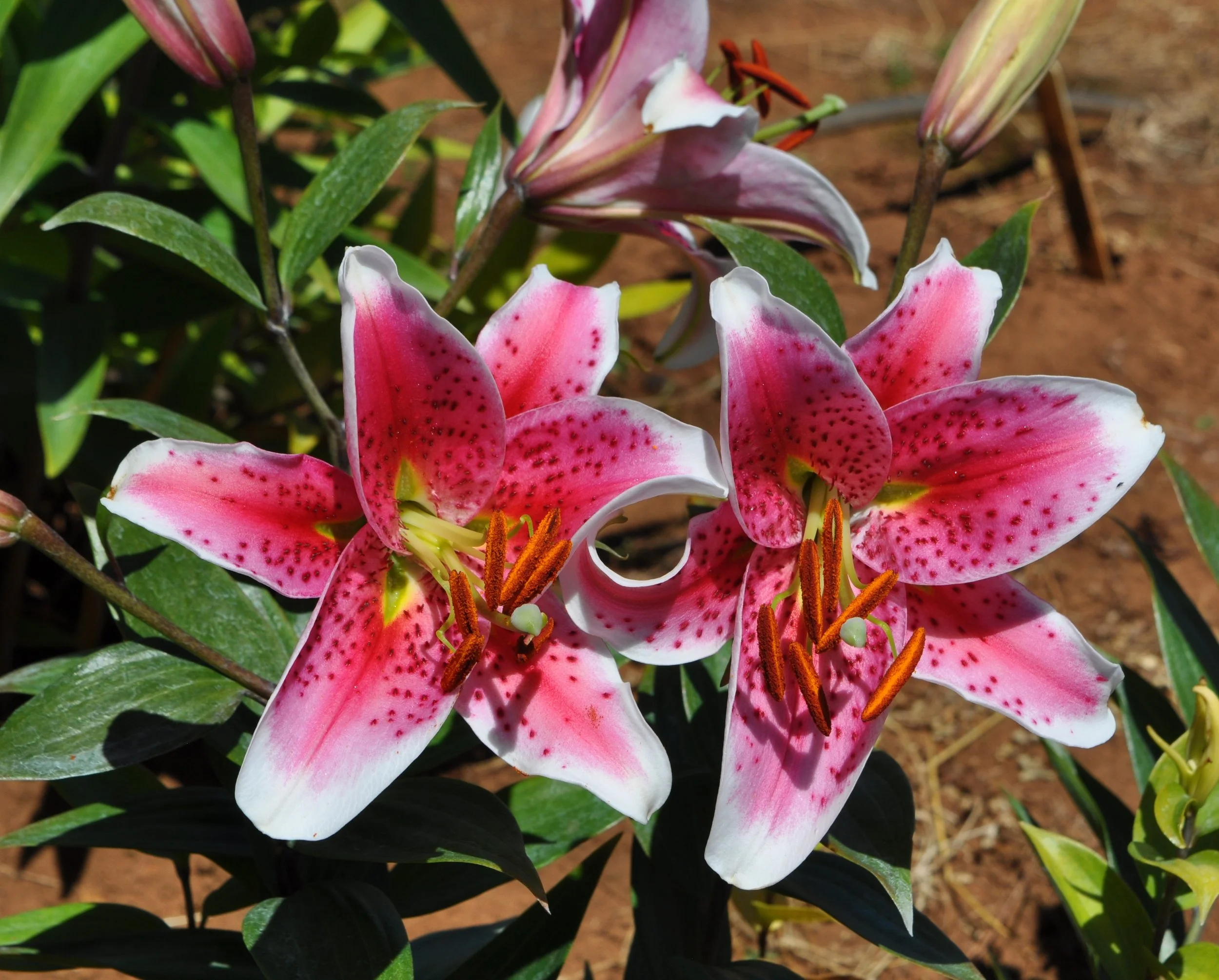 Or 25# 18 (L. Speciosum hybrid).JPG