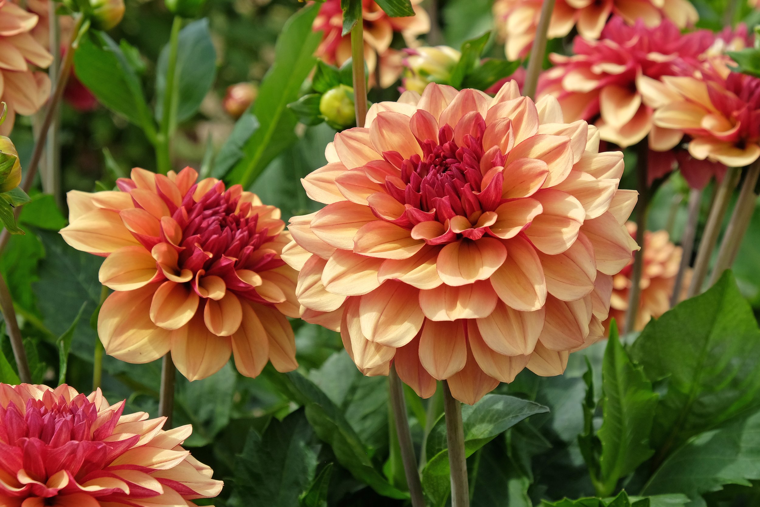 Dahlia 'Creme de Cognac' - Omnia Botanica