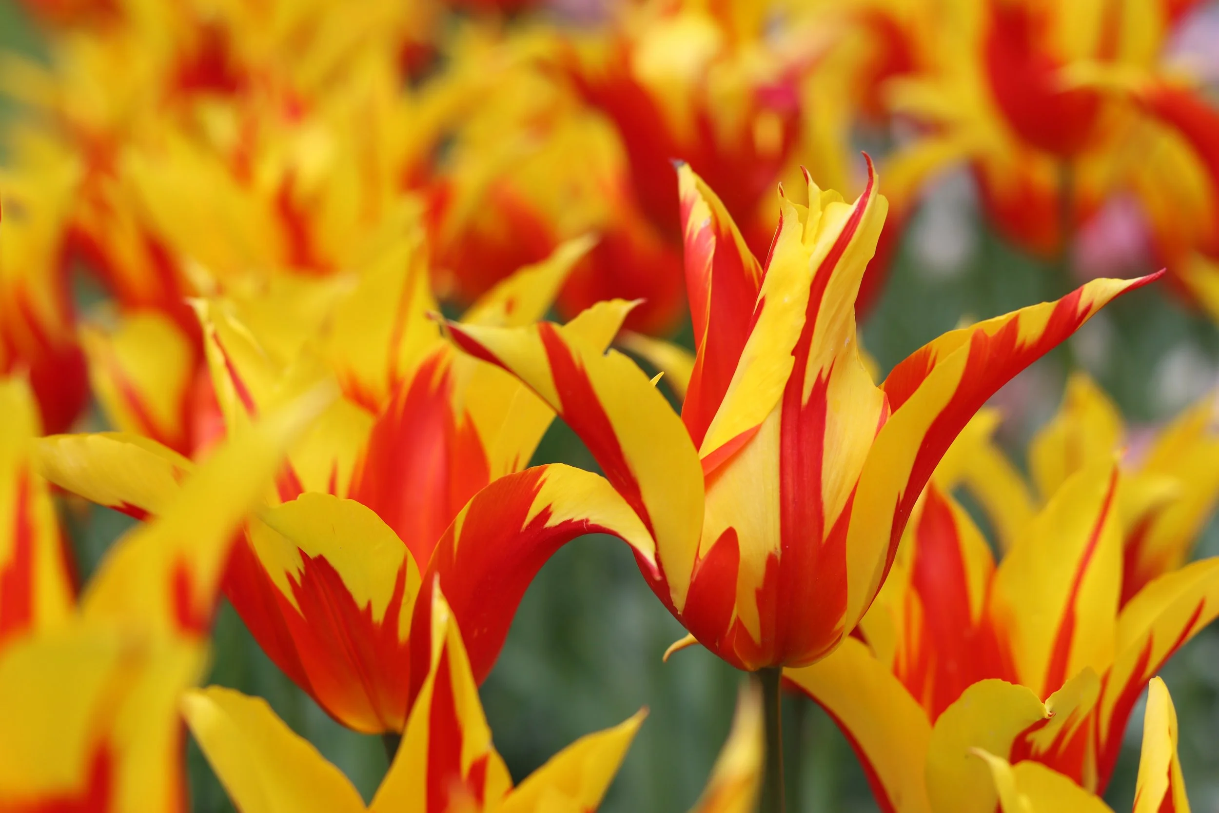 Tulip 'Firework'