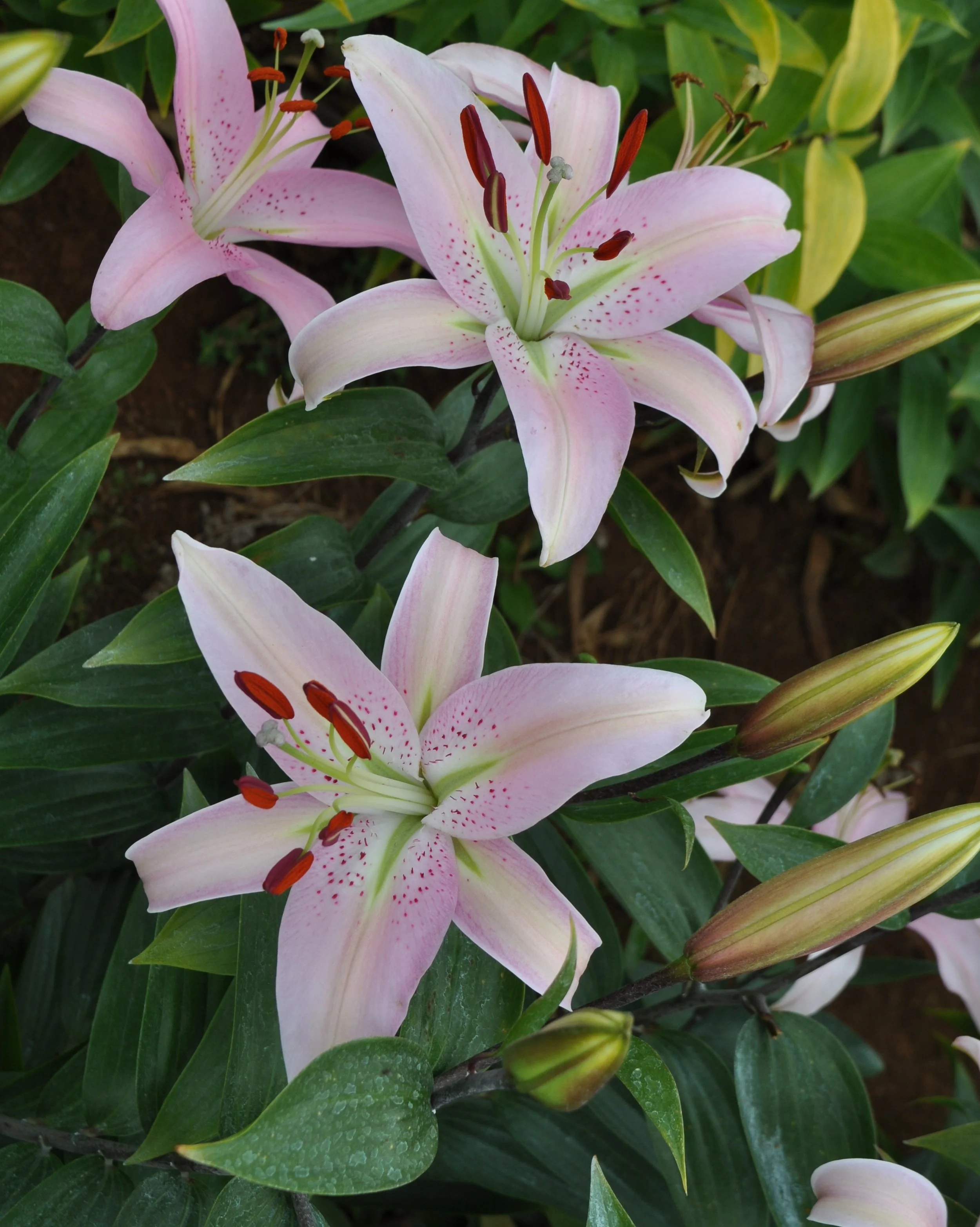 Or 25# 2 (L. Speciosum hybrid).JPG