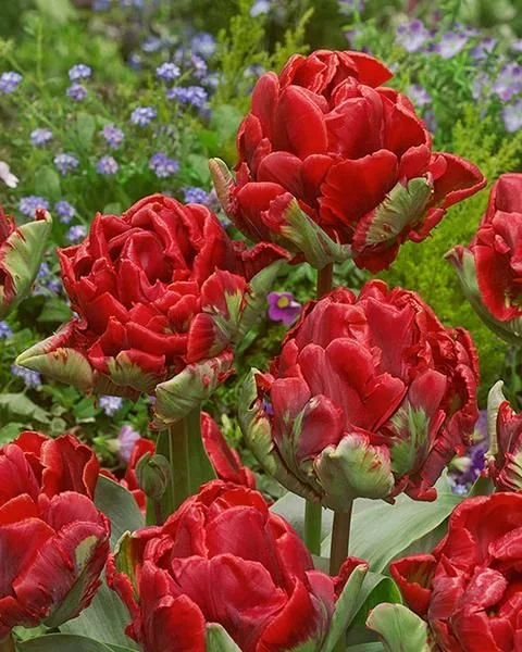 Tulipa_Rococo_Double_FA_1_2.jpg