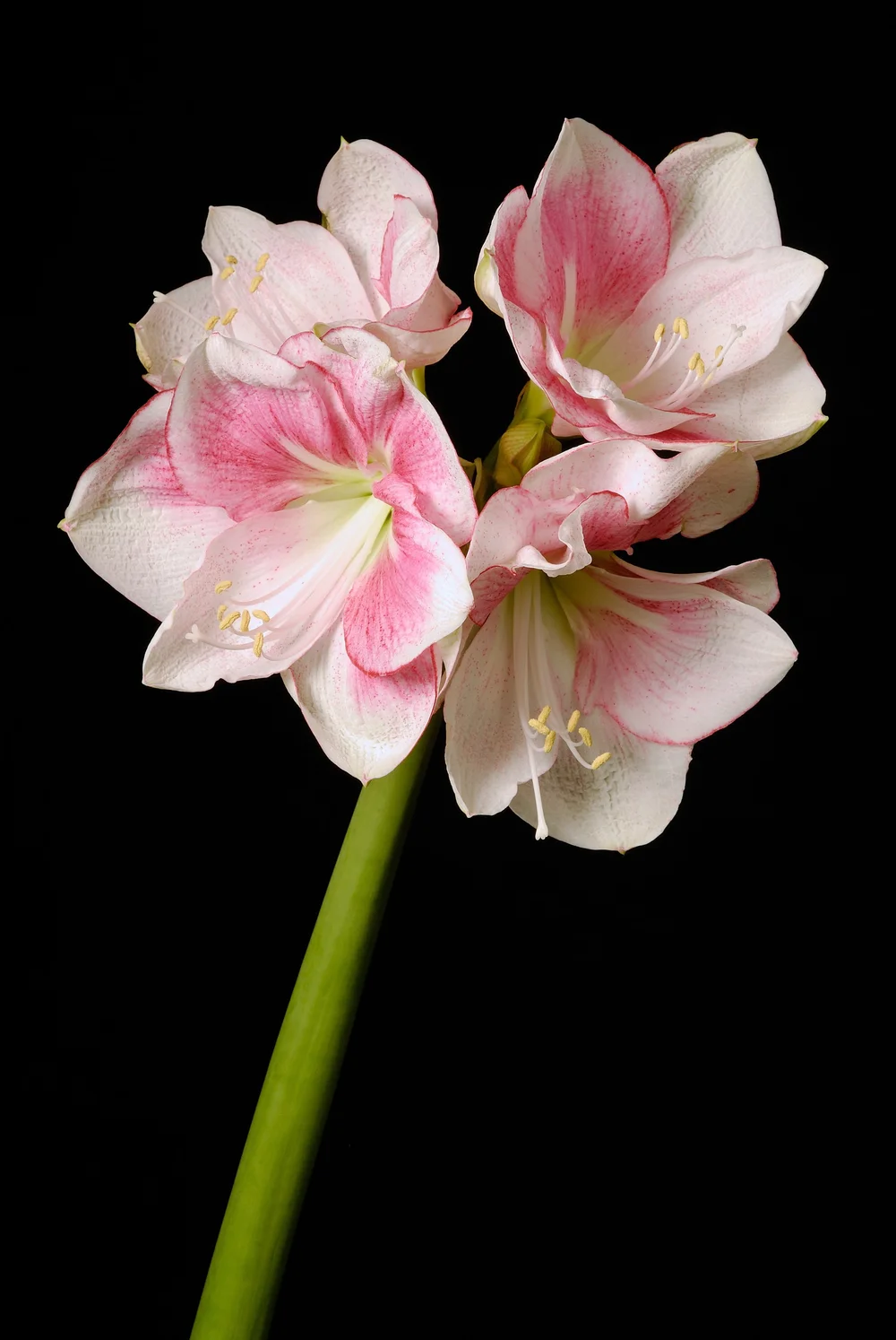 Amaryllis 'Exception' - Omnia Botanica