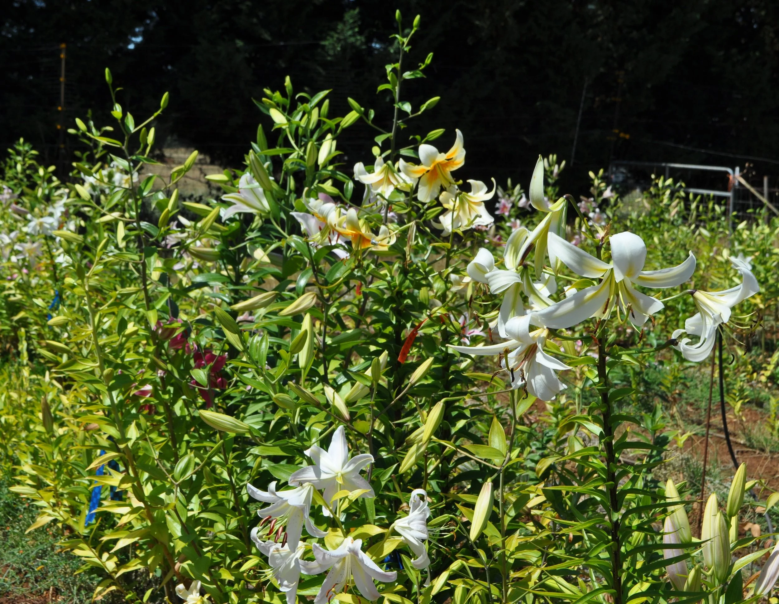 Lily cocktail mix (1).JPG