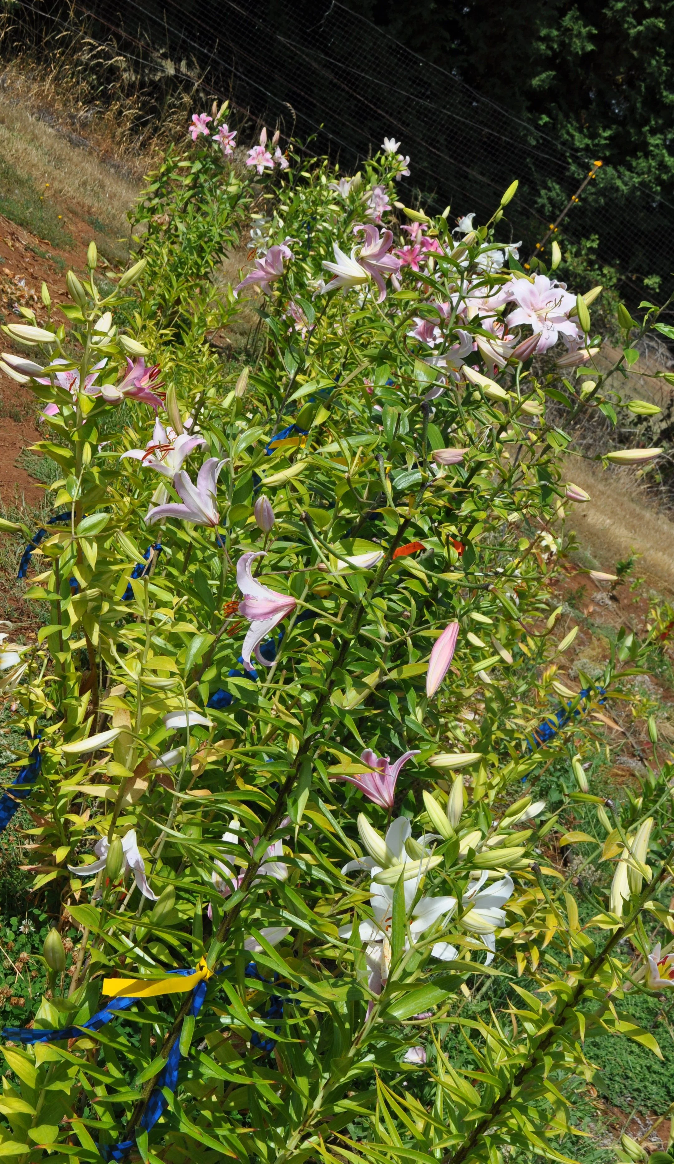 Lily cocktail mix (7).JPG