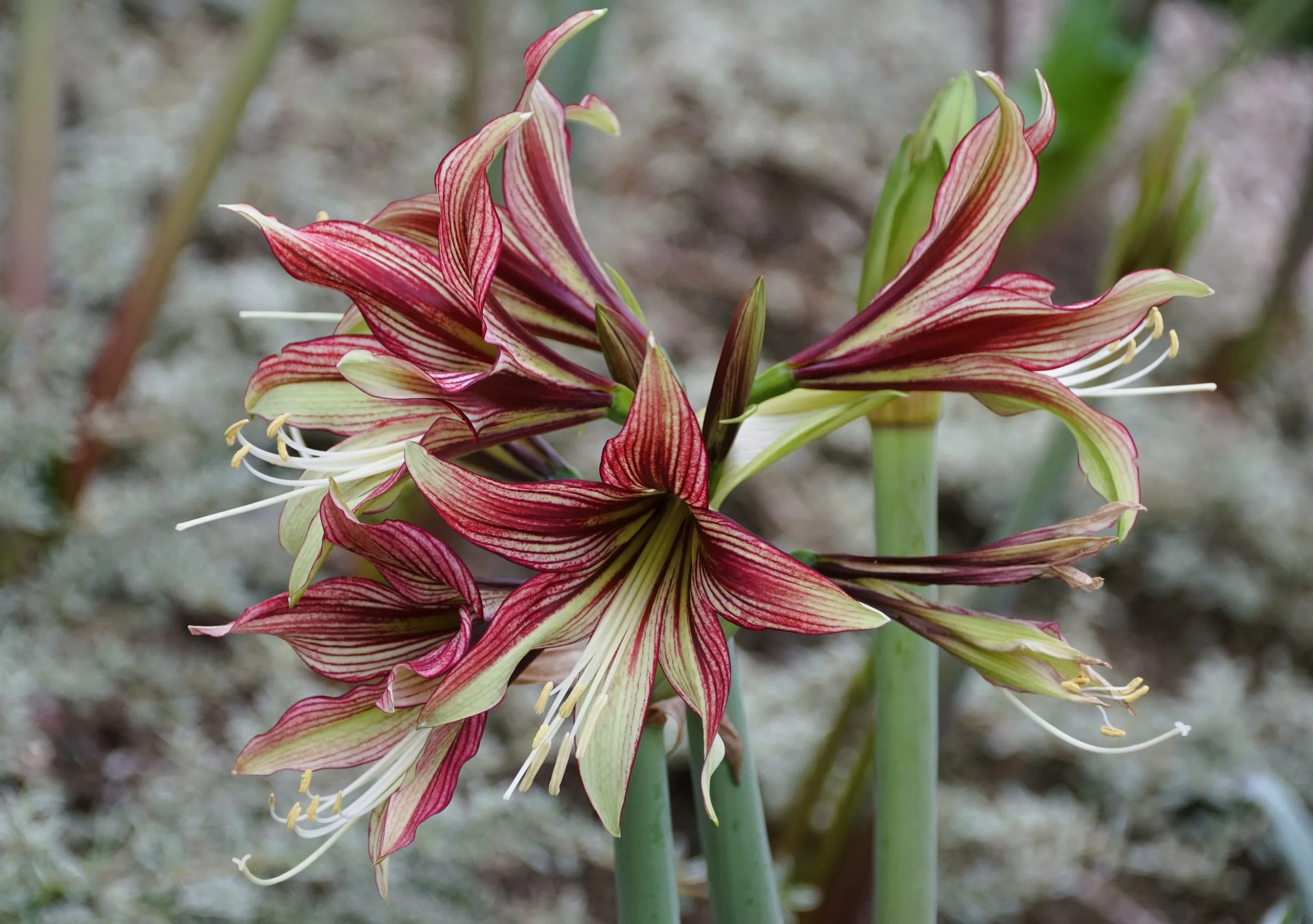 Amaryllis Cybister 'Mystica' - Omnia Botanica