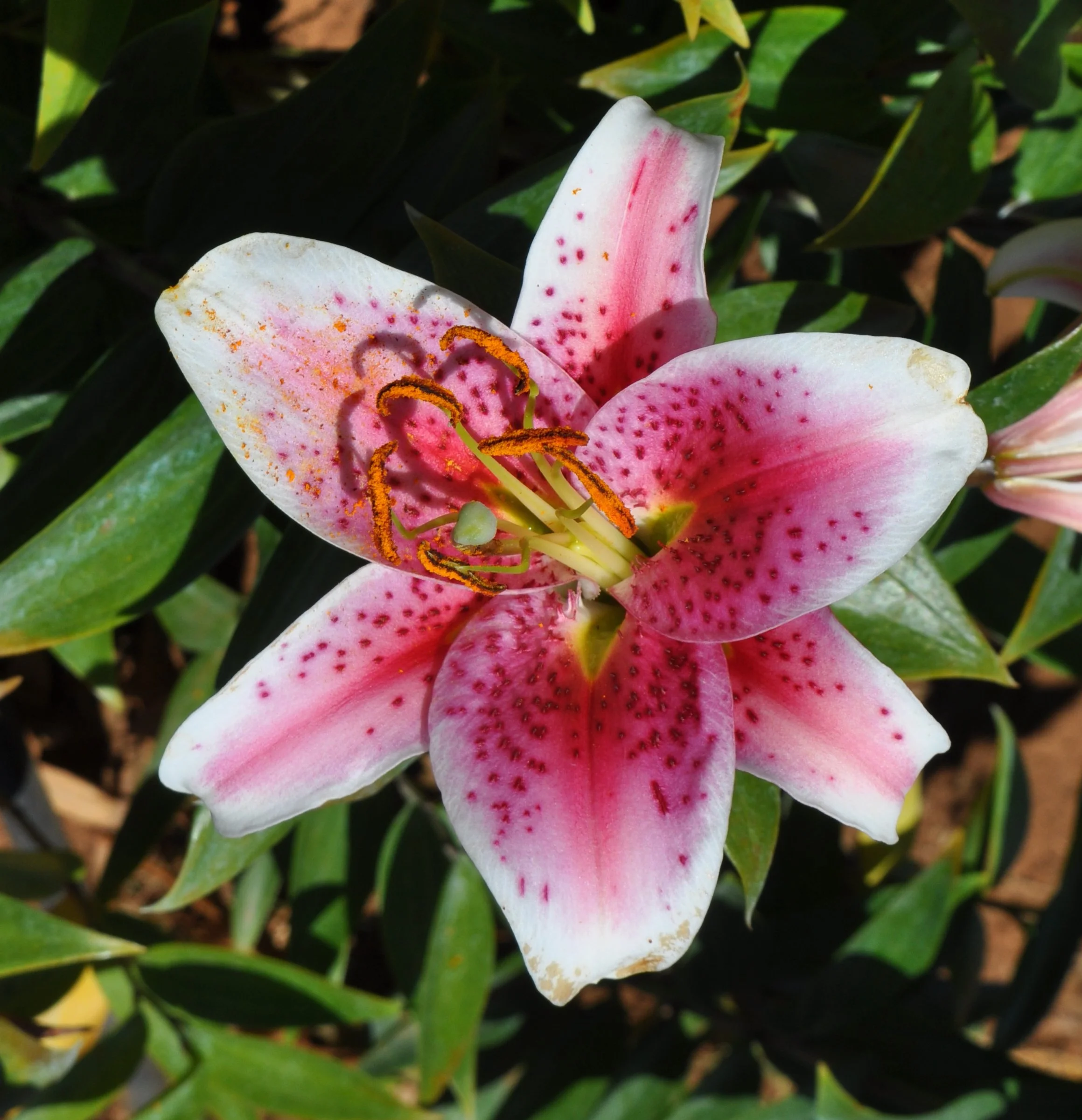 Or 25# 18A (L. Speciosum hybrid)-Border lily.JPG
