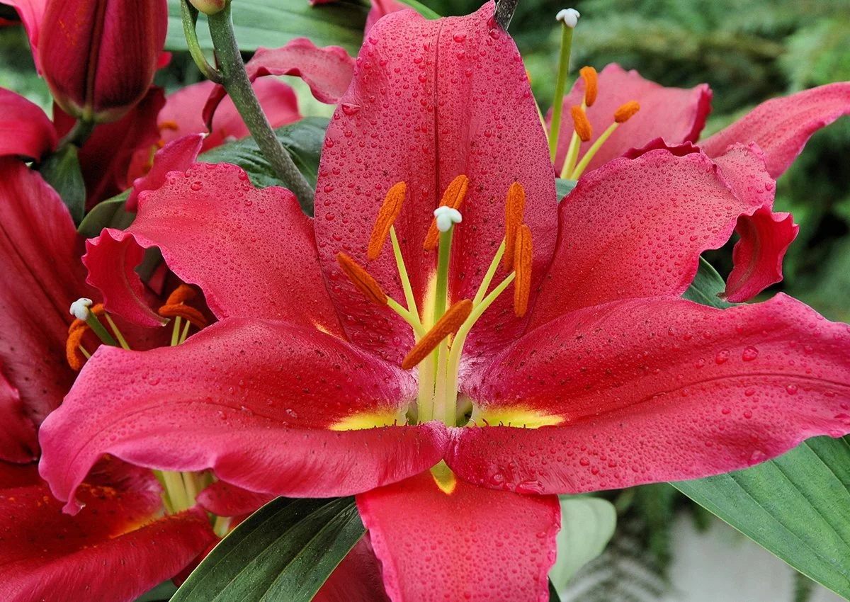 Lilium 'Bacardi' - Omnia Botanica