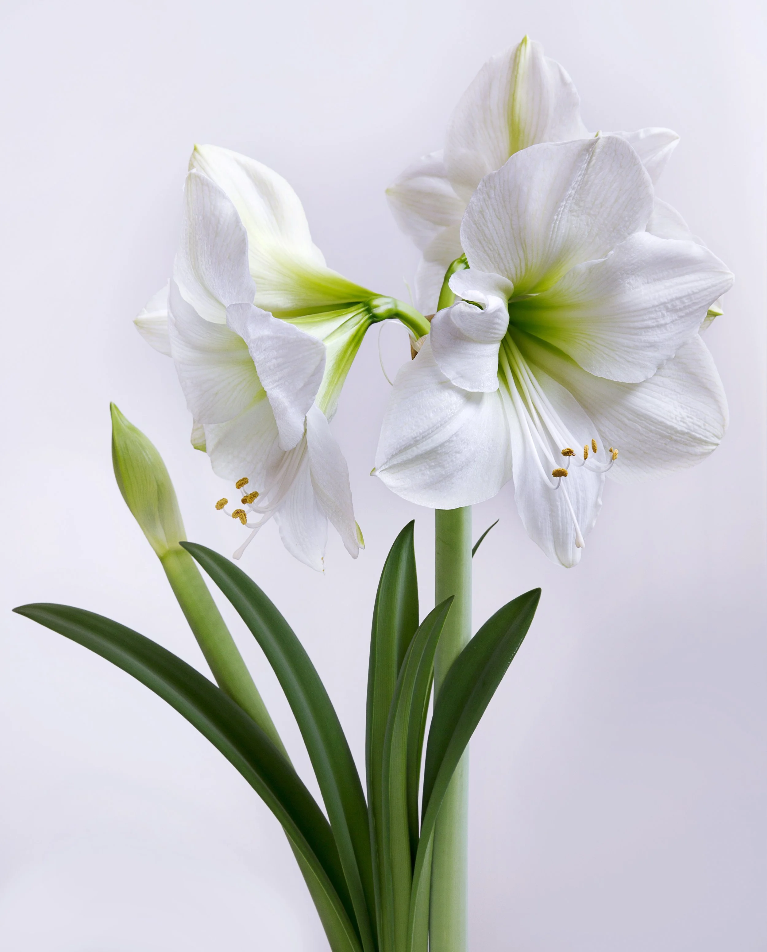 Amaryllis 'Casablanca'
