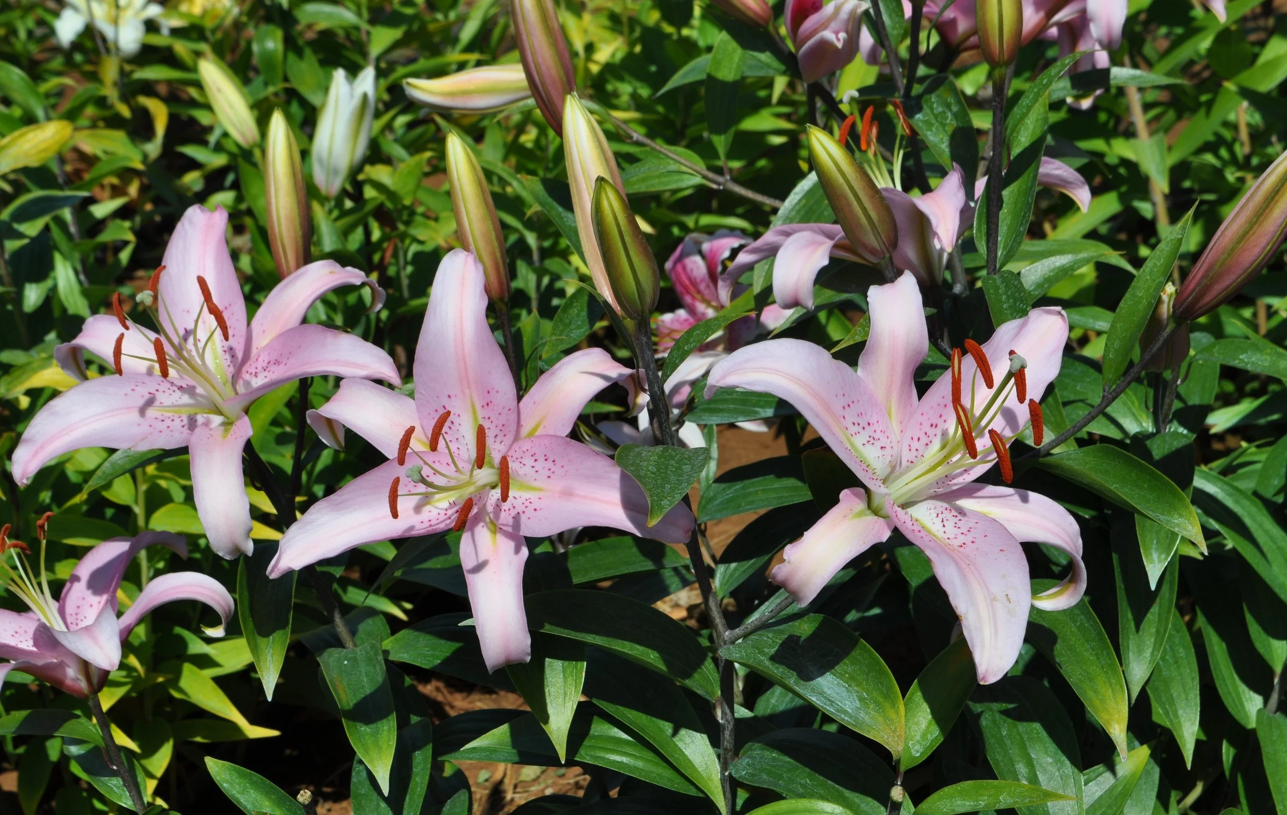 Or 25# 2 (L. Speciosum hybrid)-stemc.JPG