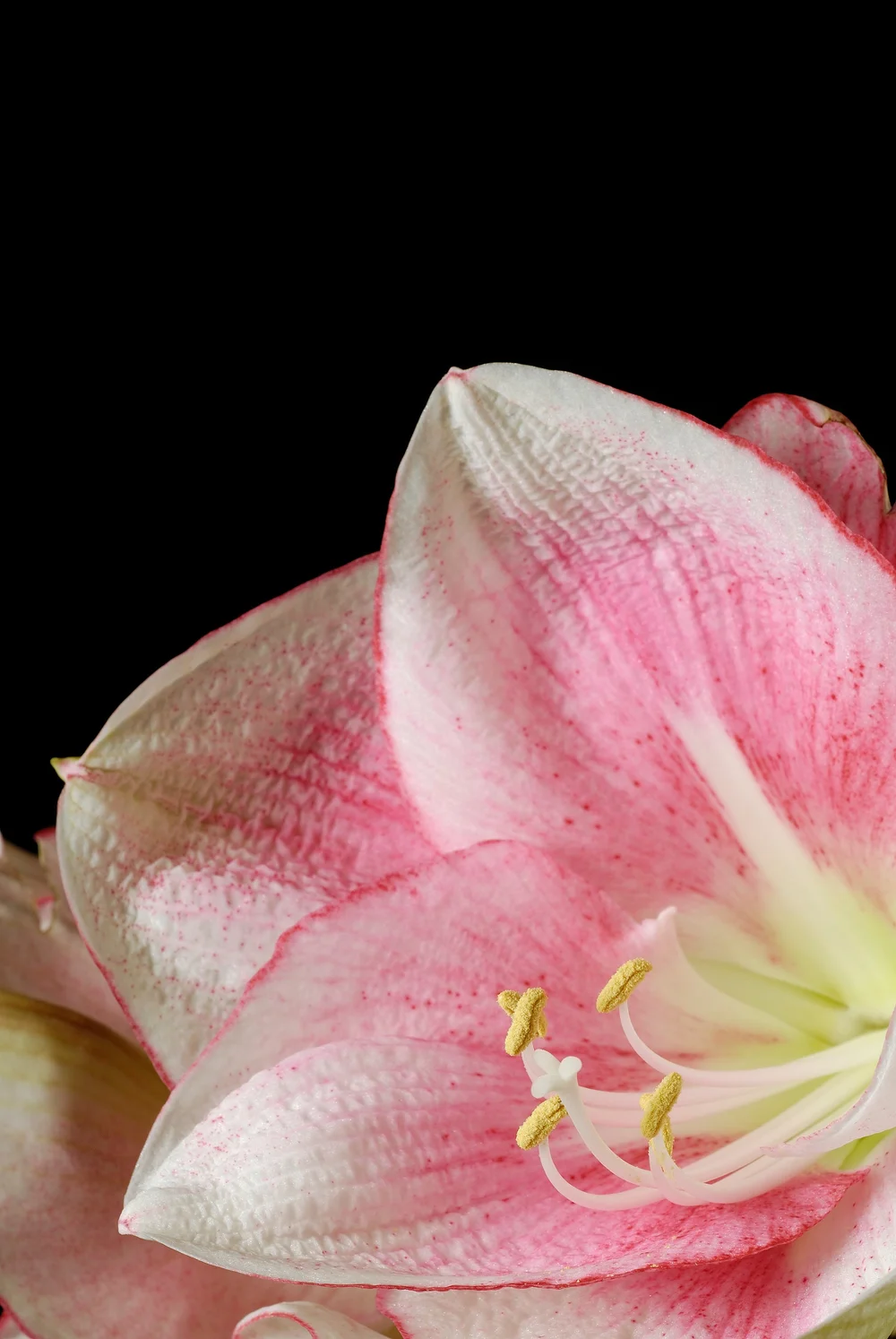 邦楽 amaryllis Amaryllis – Zetas Garden - Online Store