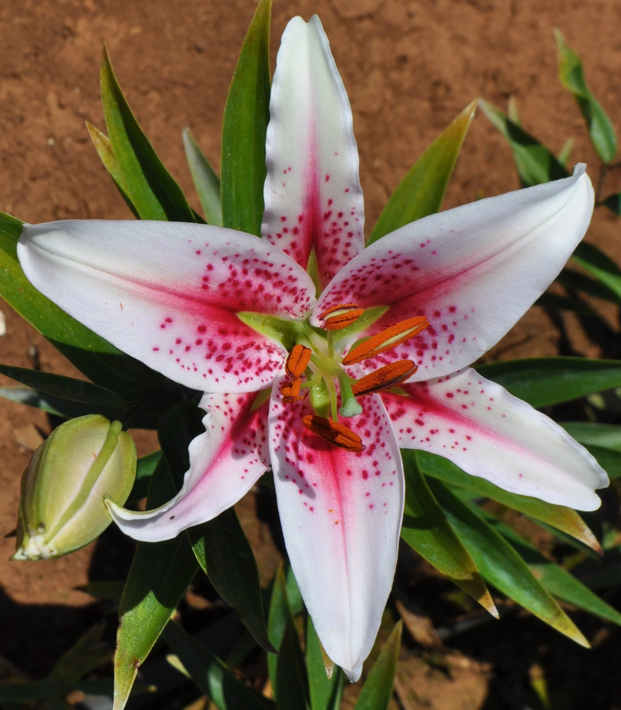 Or 25# 76 (L. Speciosum hybrid)-close up.JPG