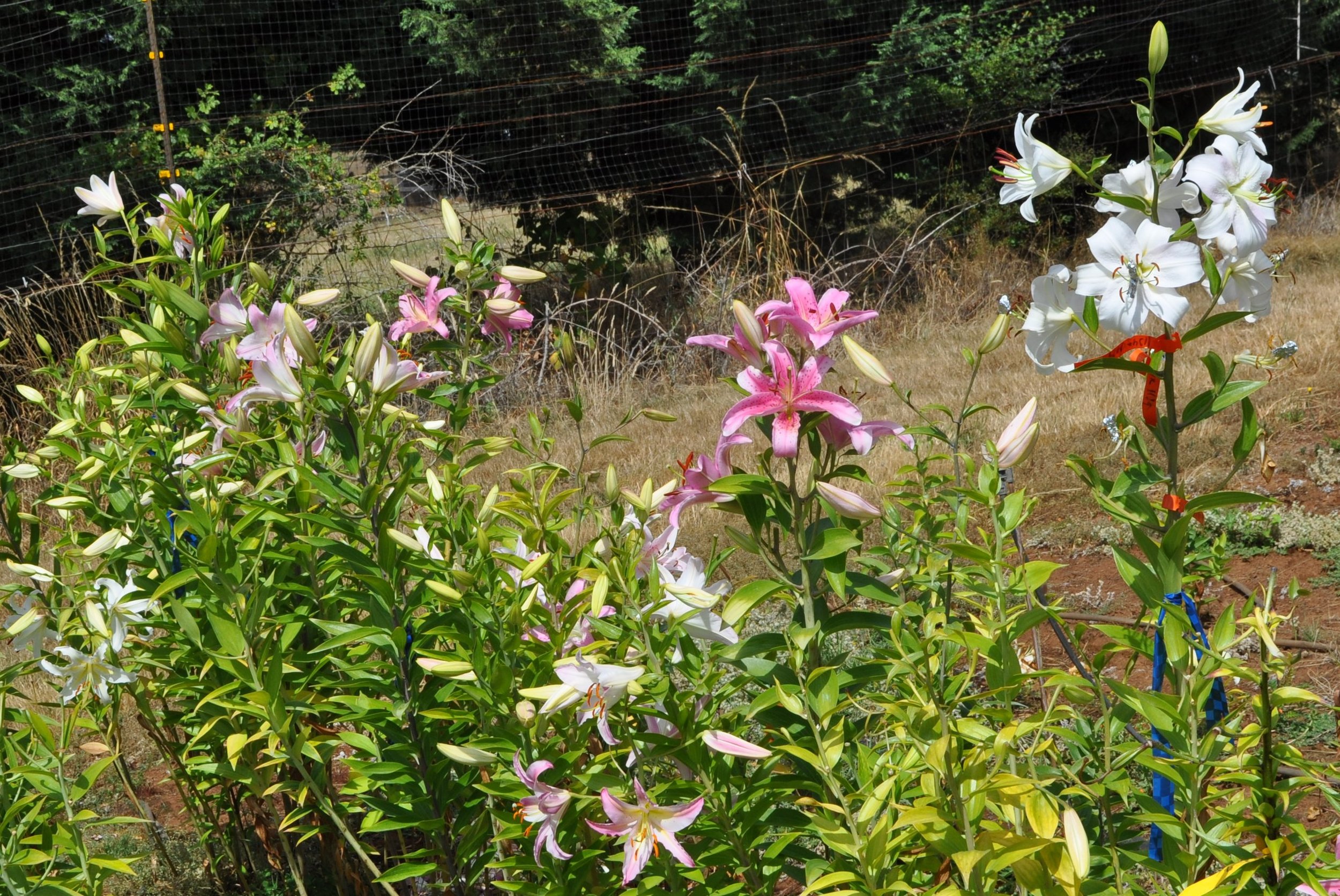 Lily cocktail mix (4).JPG