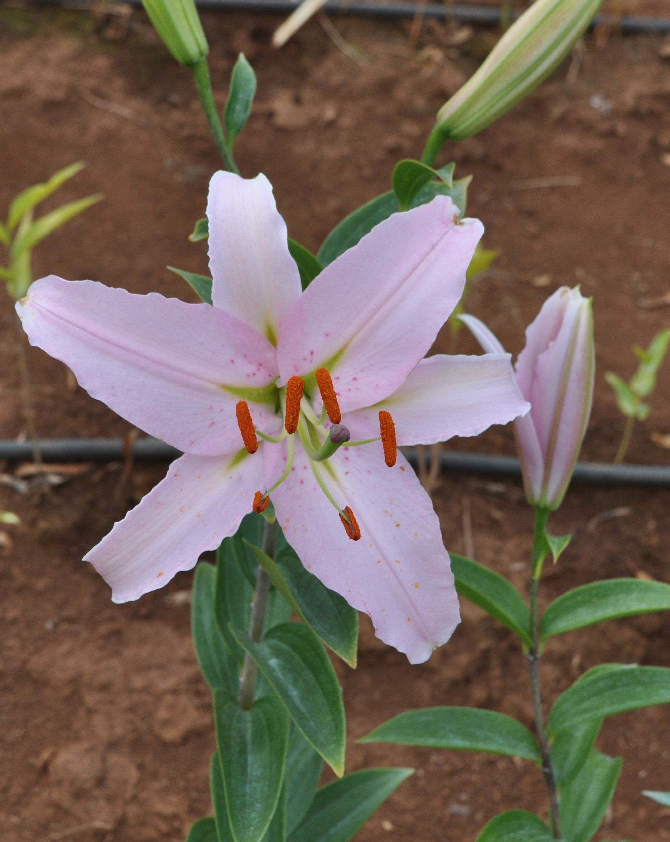 Or 25# 15 (L. Speciosum hybrid).JPG