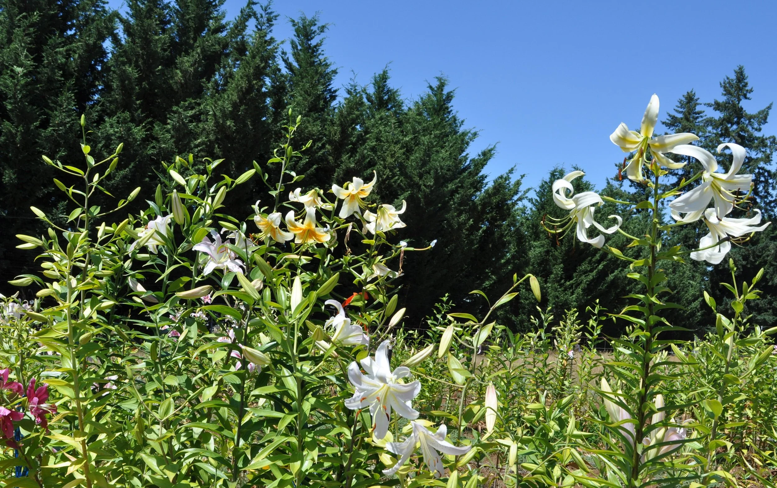 Lily cocktail mix (3).JPG