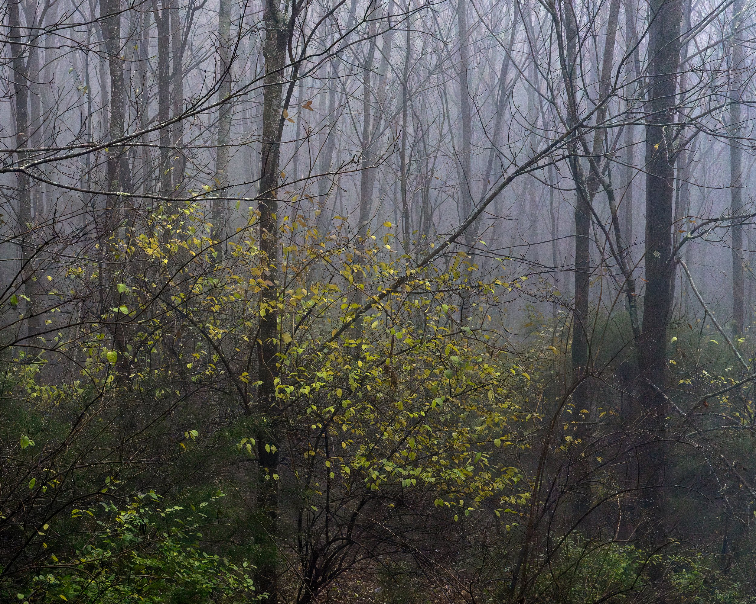 A Quiet Nature