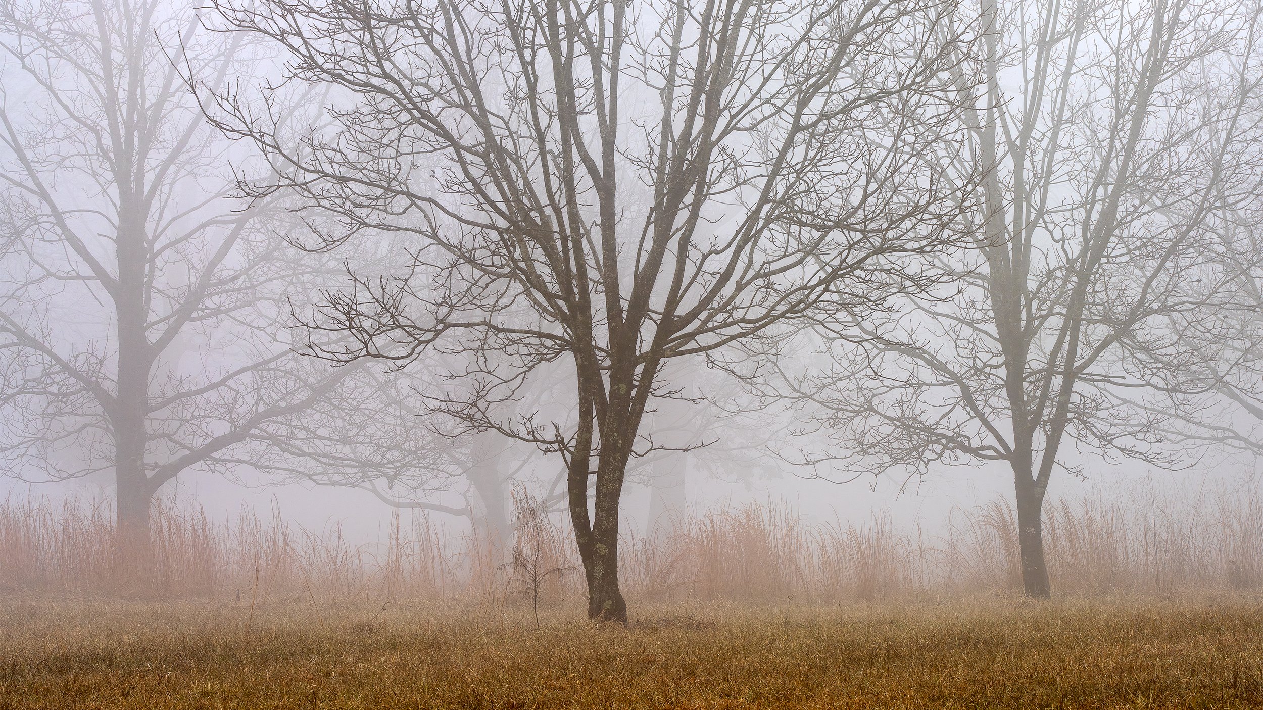 Morning Wanderings