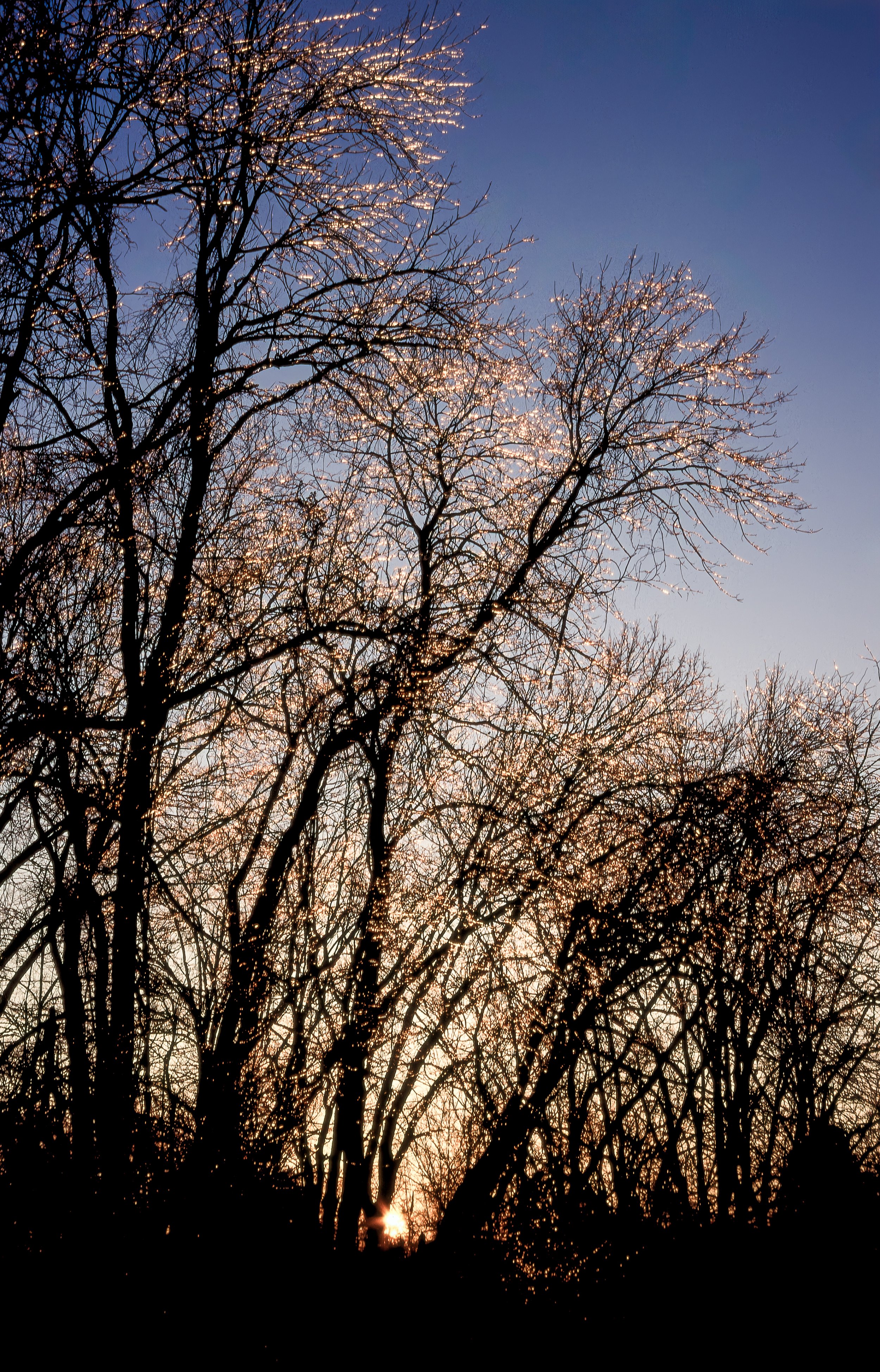 Winter Lights