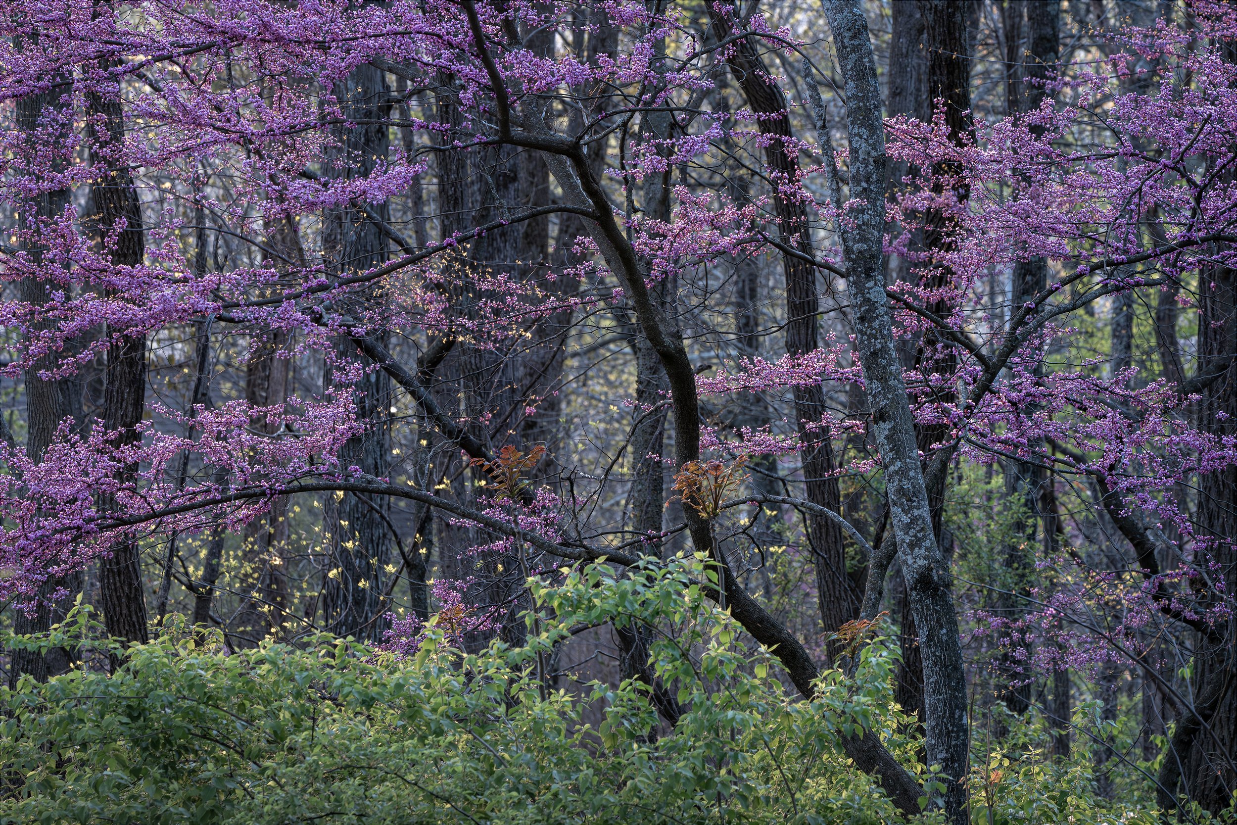Spring Surge
