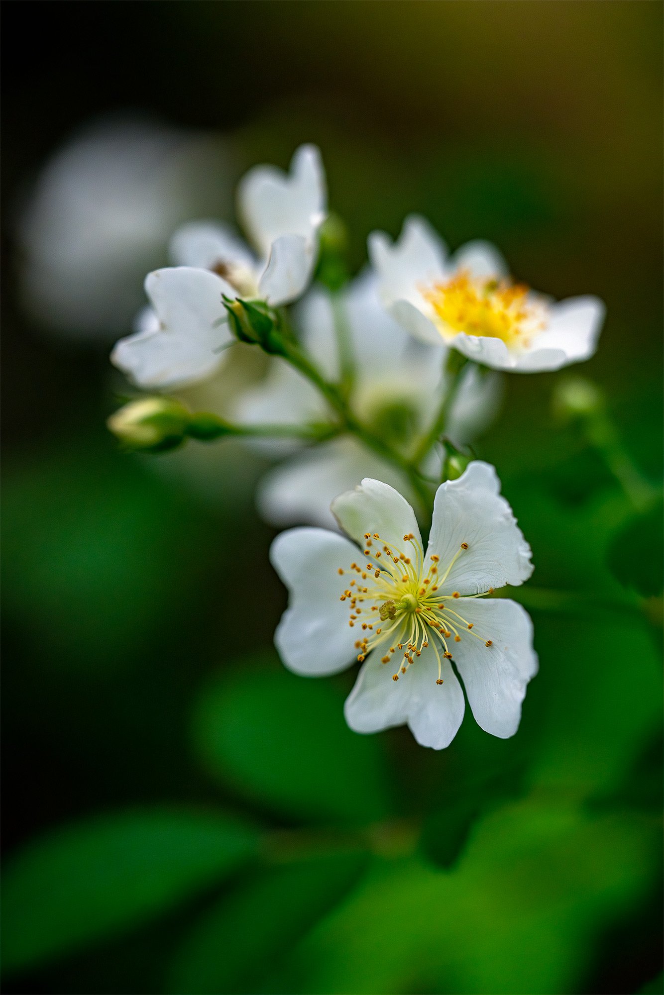 Wild Rose
