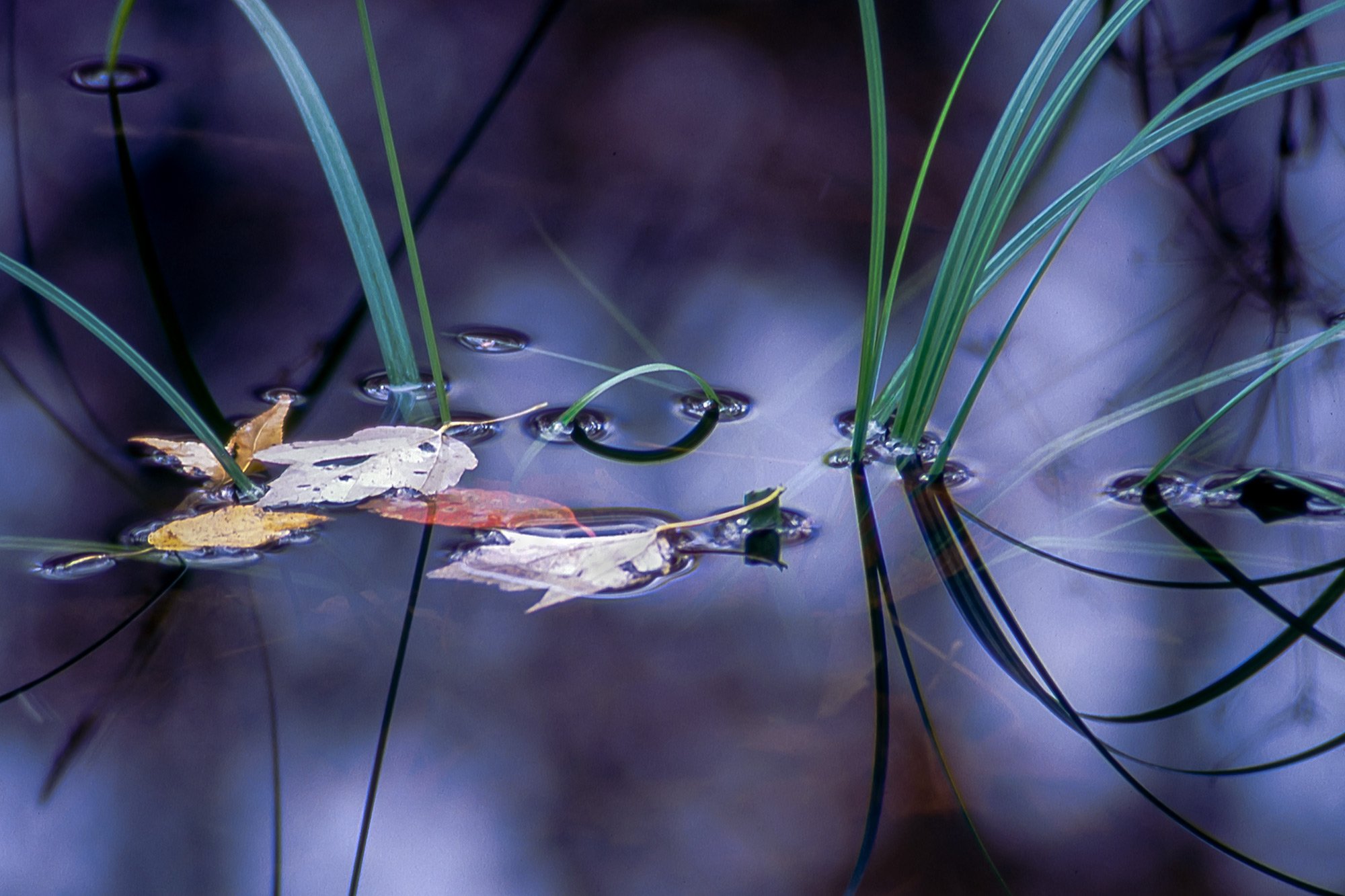 Quiet Reflections