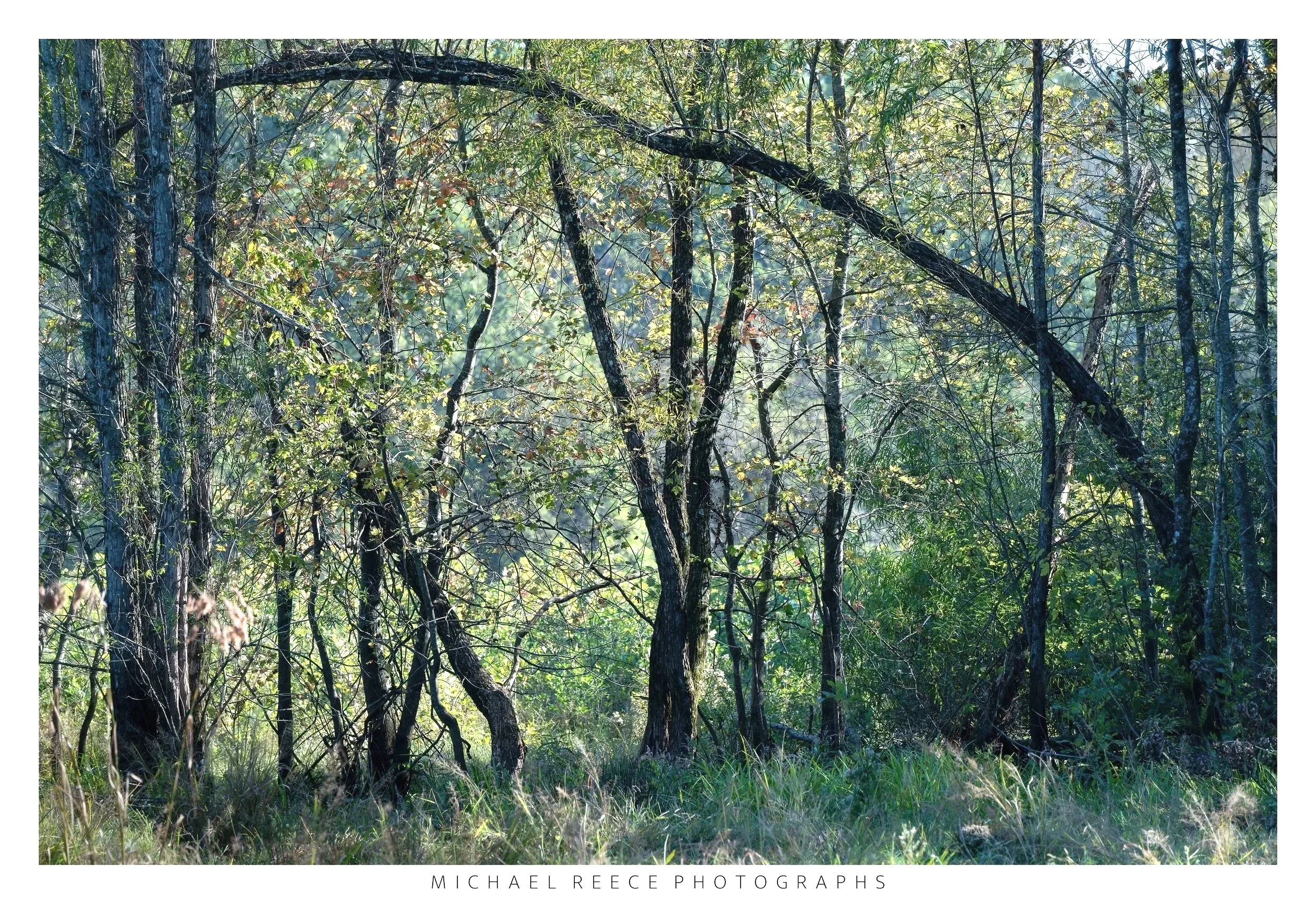 The Covering
 Buy Print 