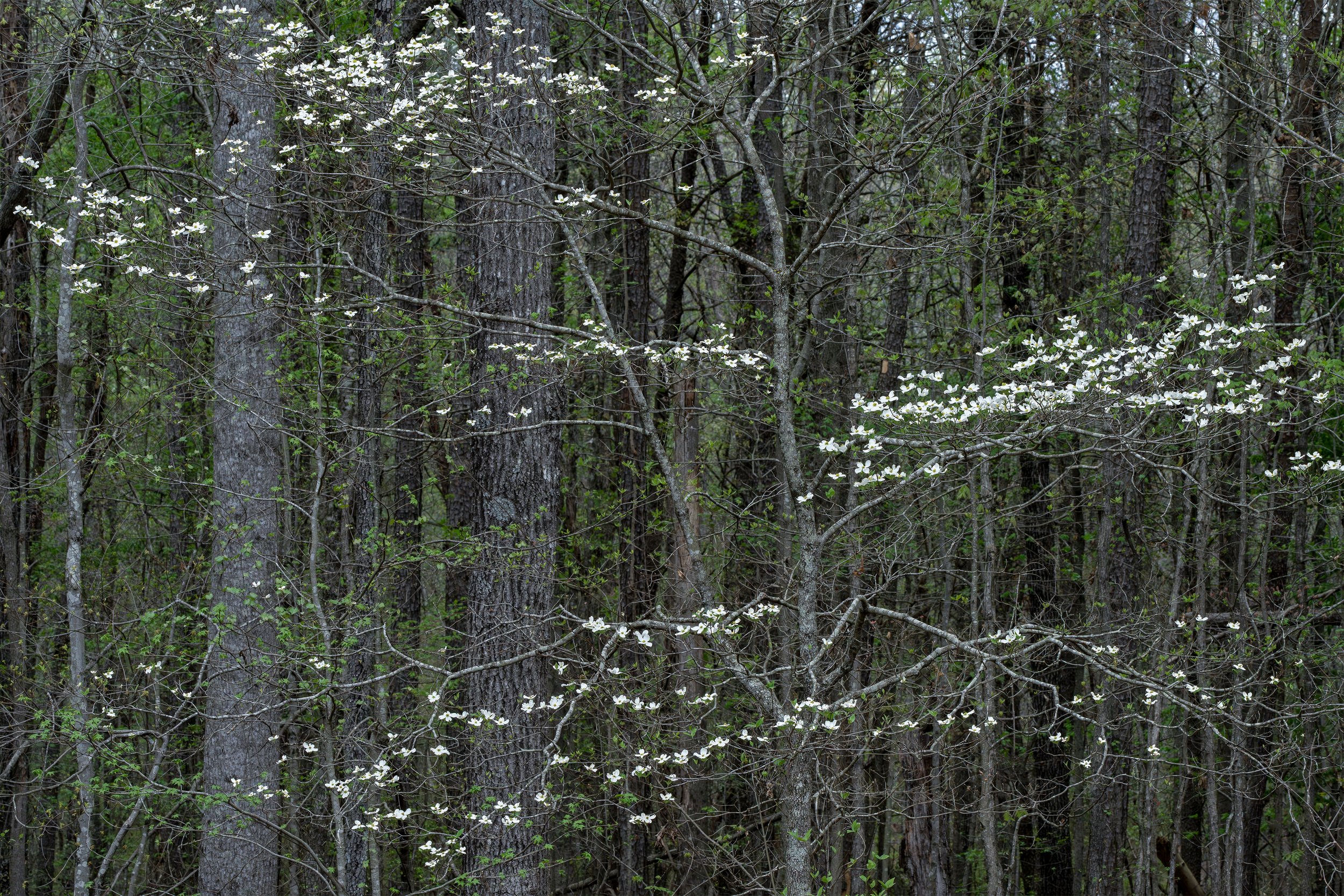 Woodland Awakening