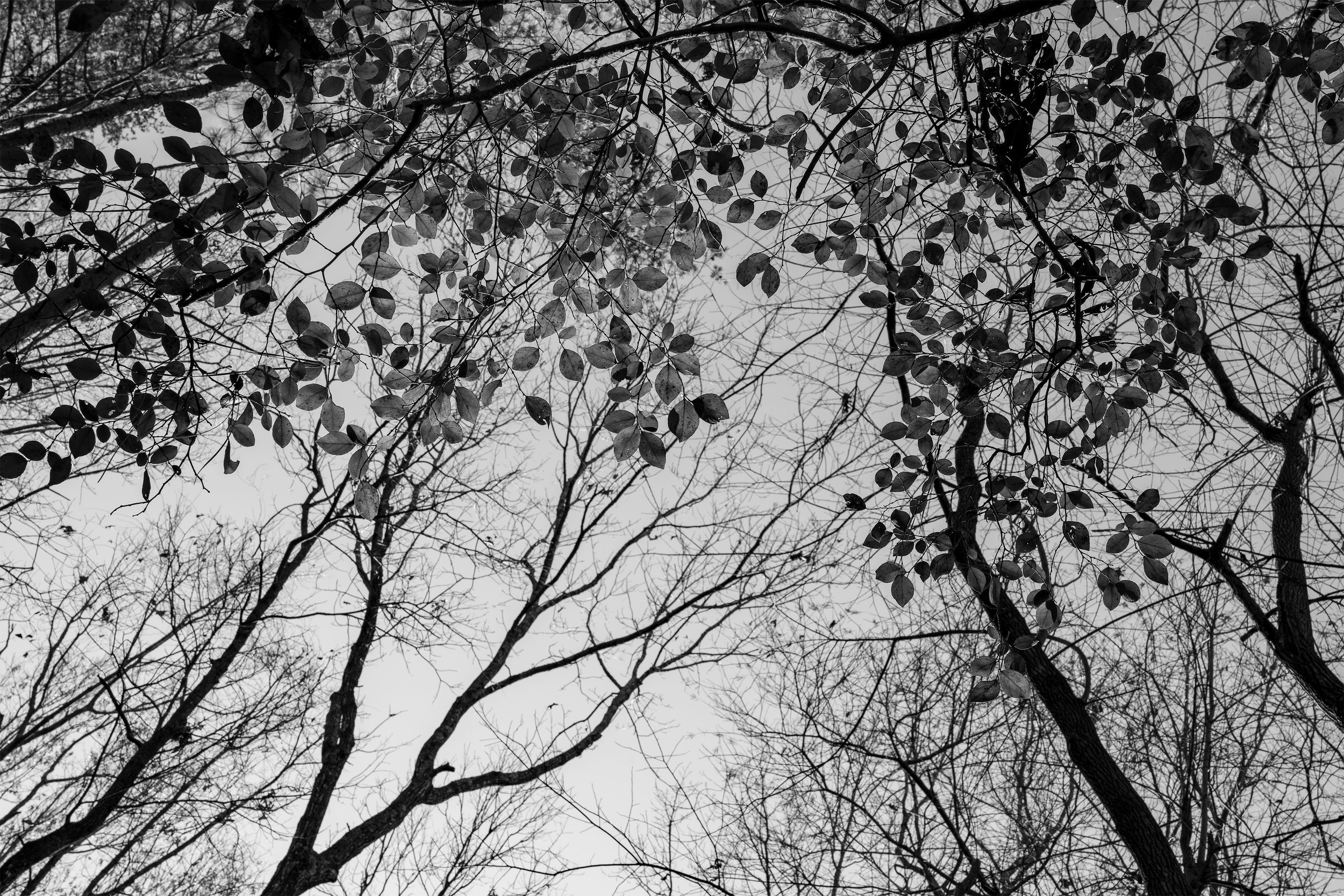 A Winter's Day