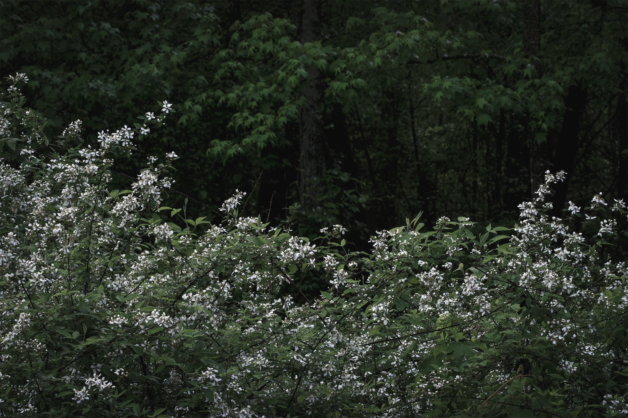 _DSC6934-Enhanced-NR.jpg
