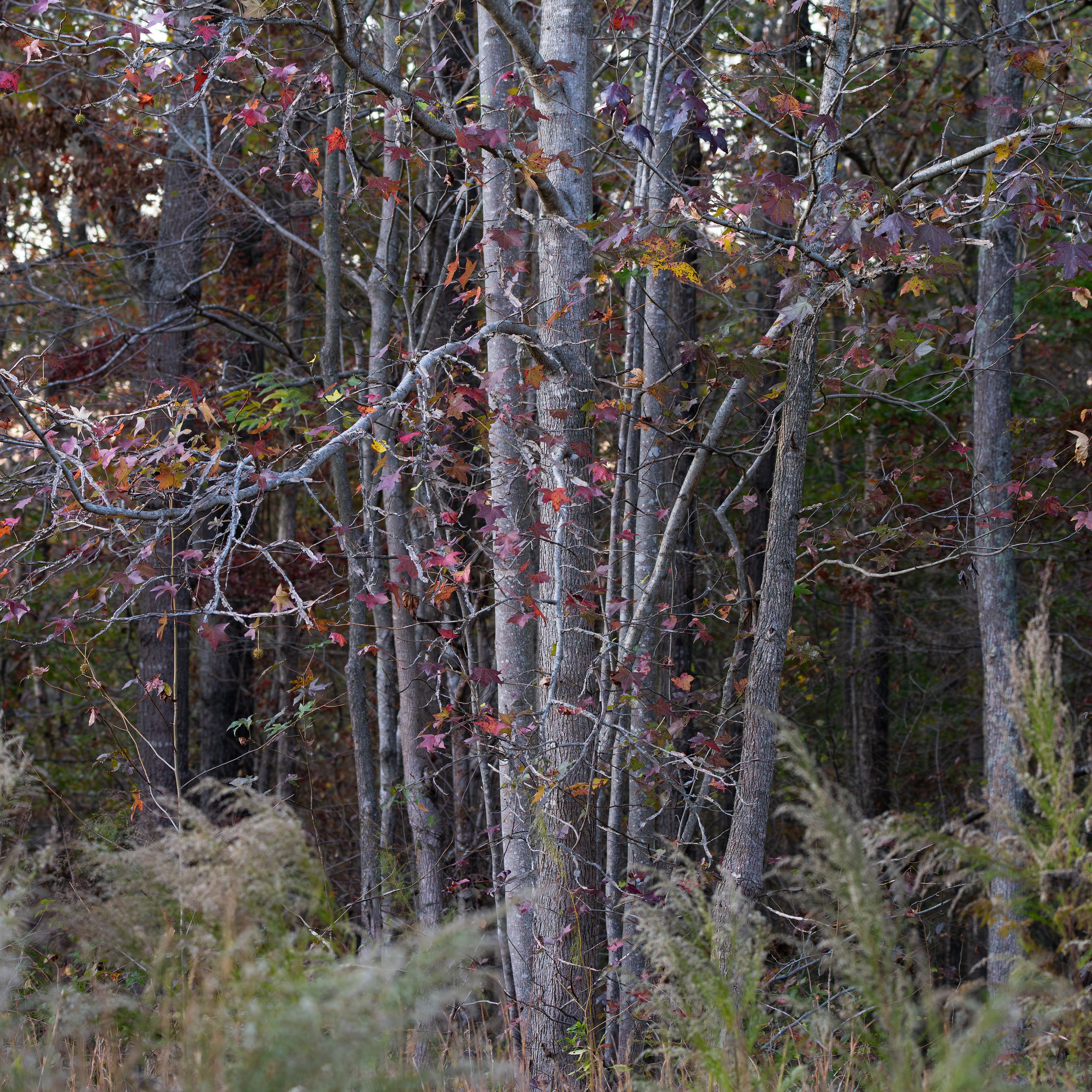Sweet Autumn