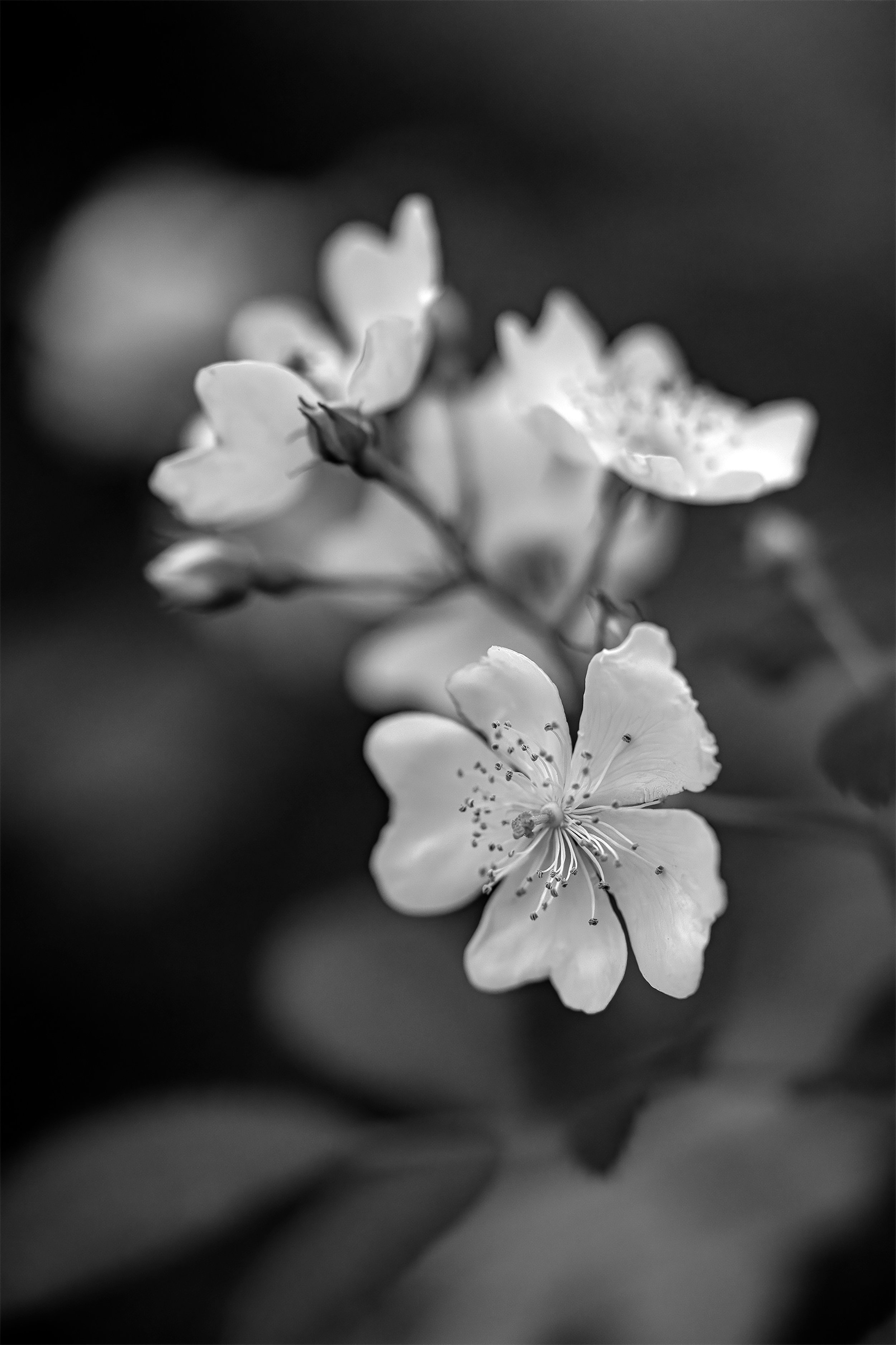 Wild Rose (Black and White)