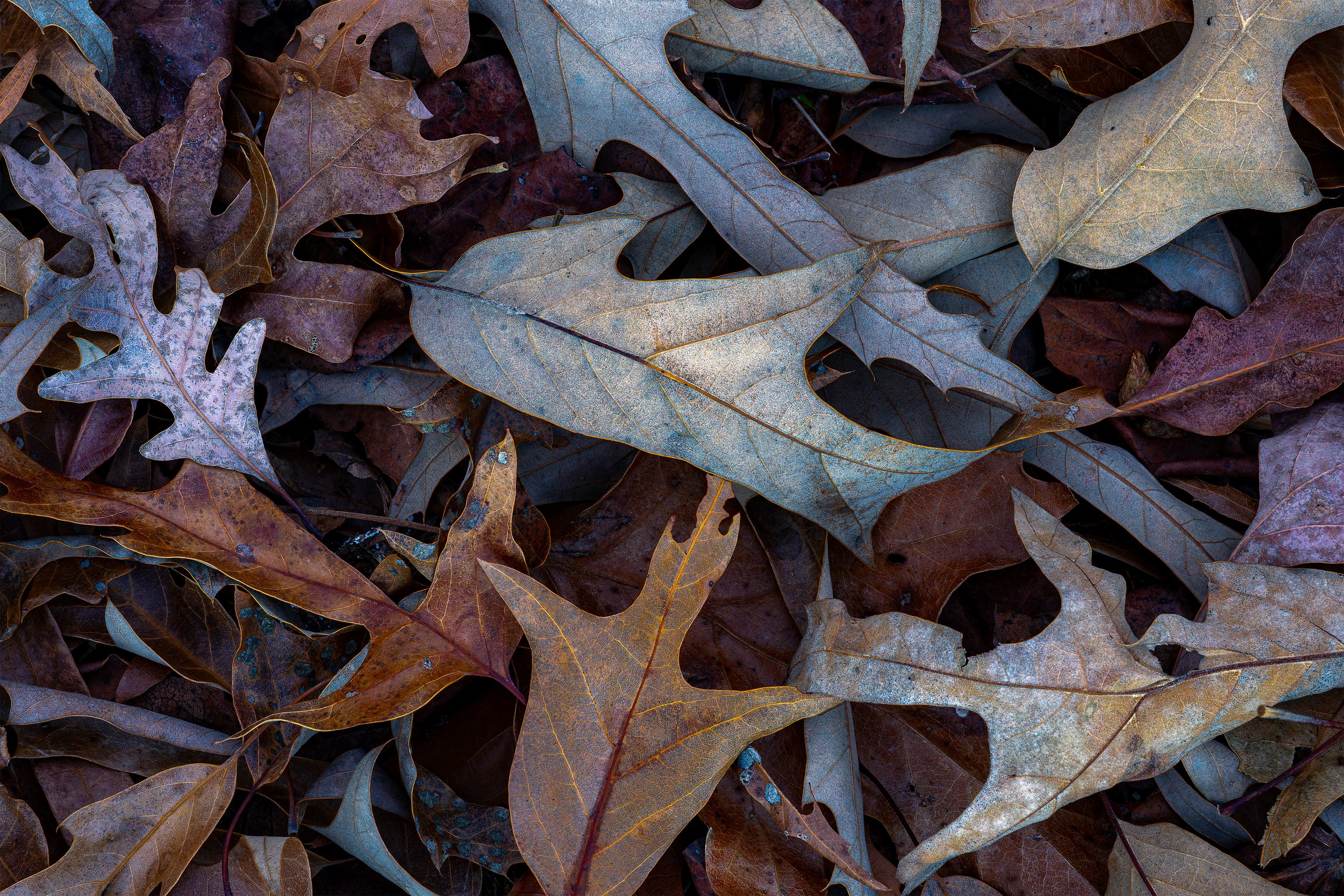 Fall Gathering ||