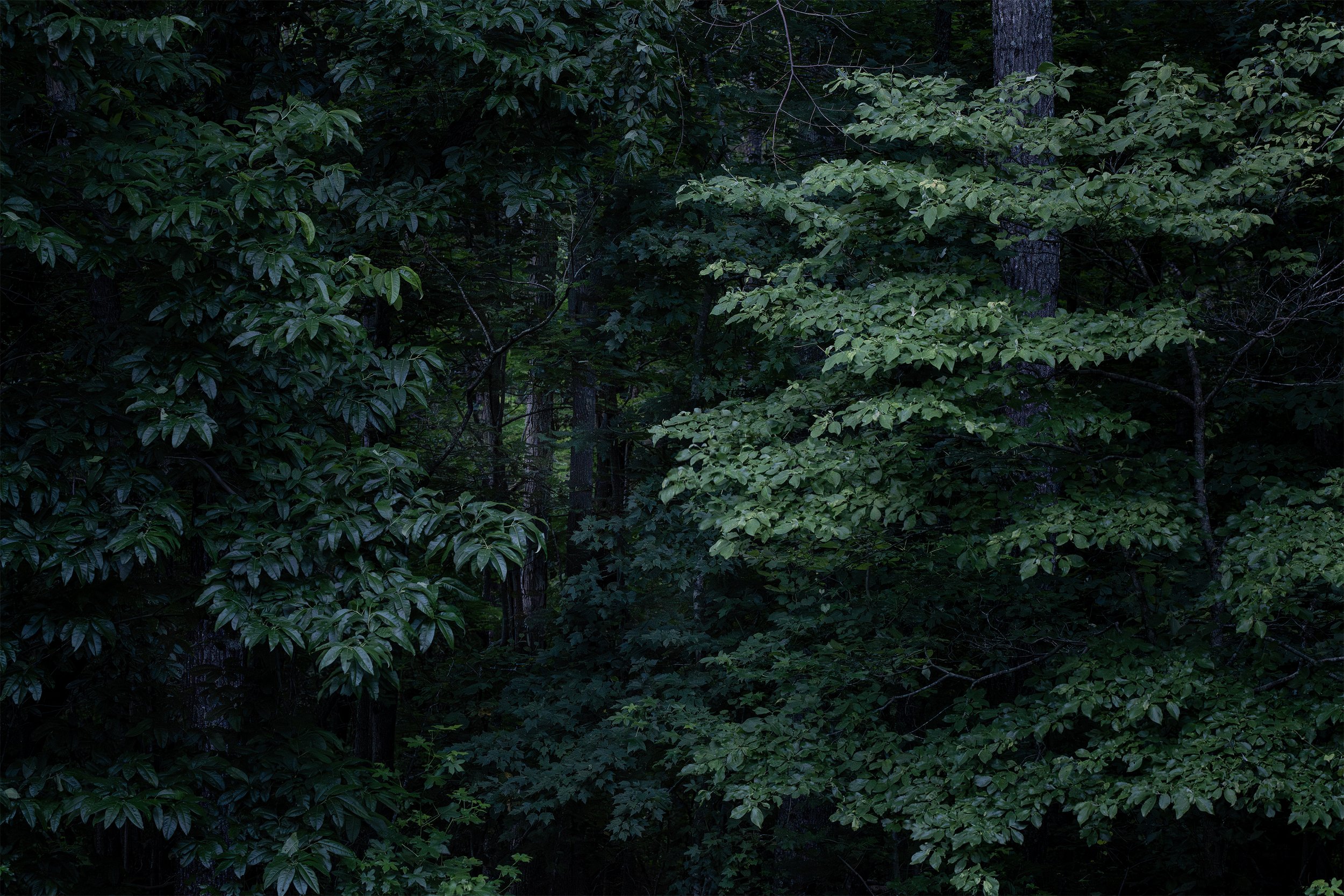 Evening Window