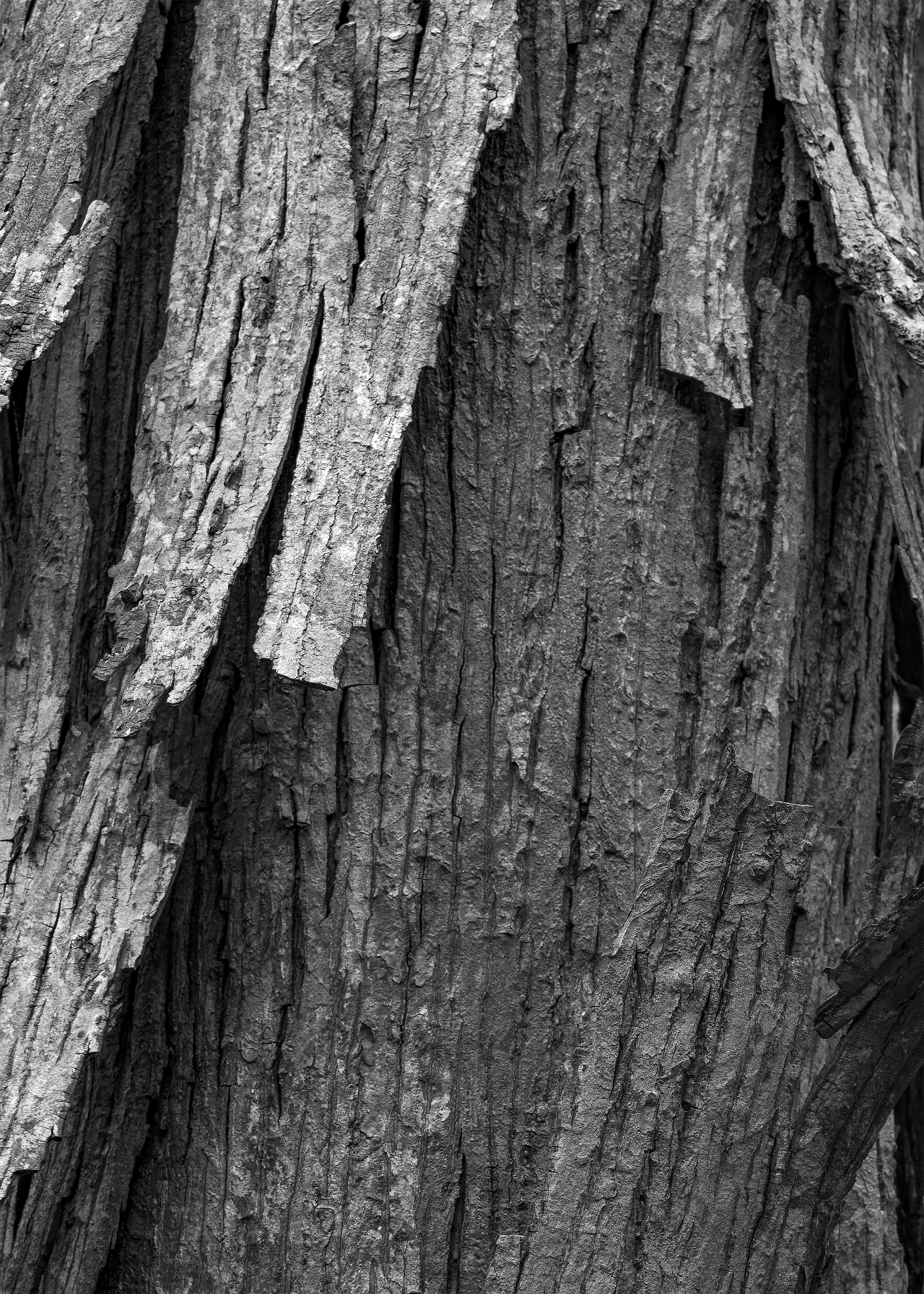 Scaly Bark