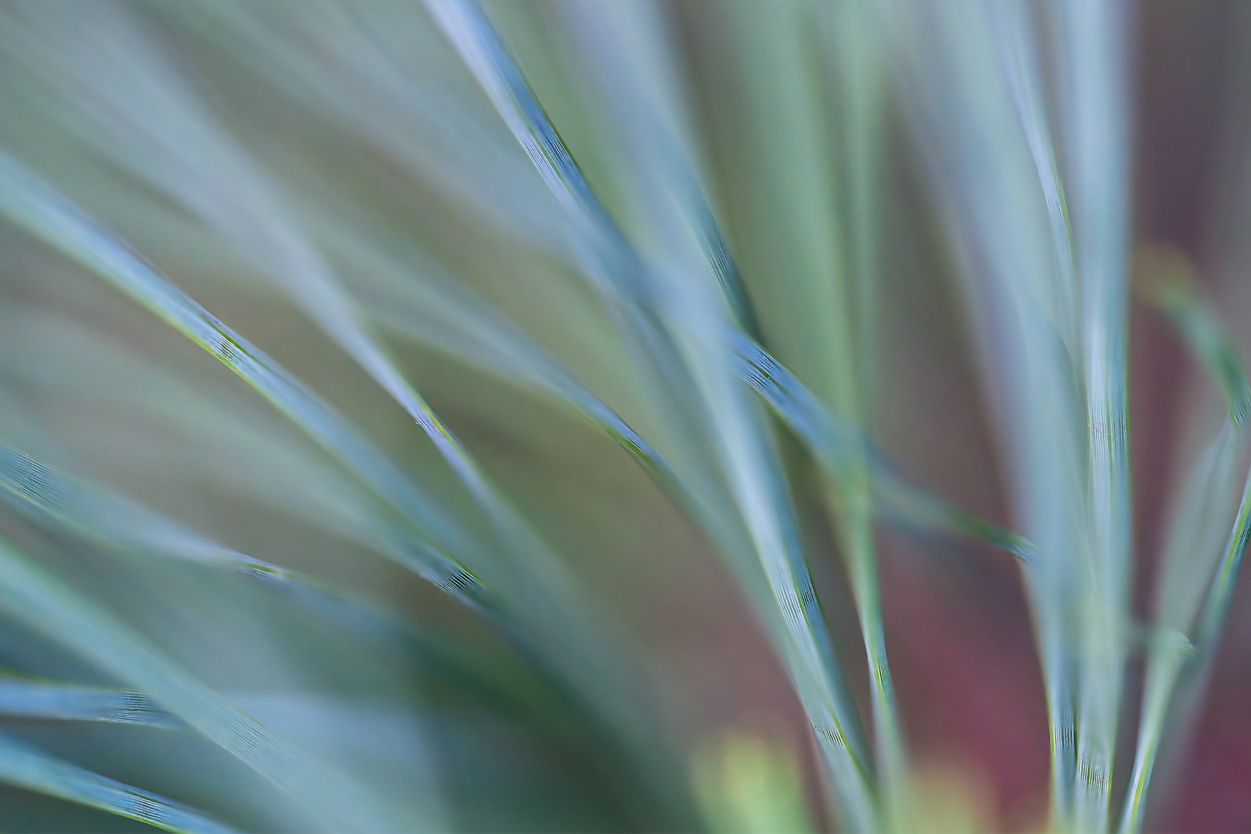 Pine Whisper