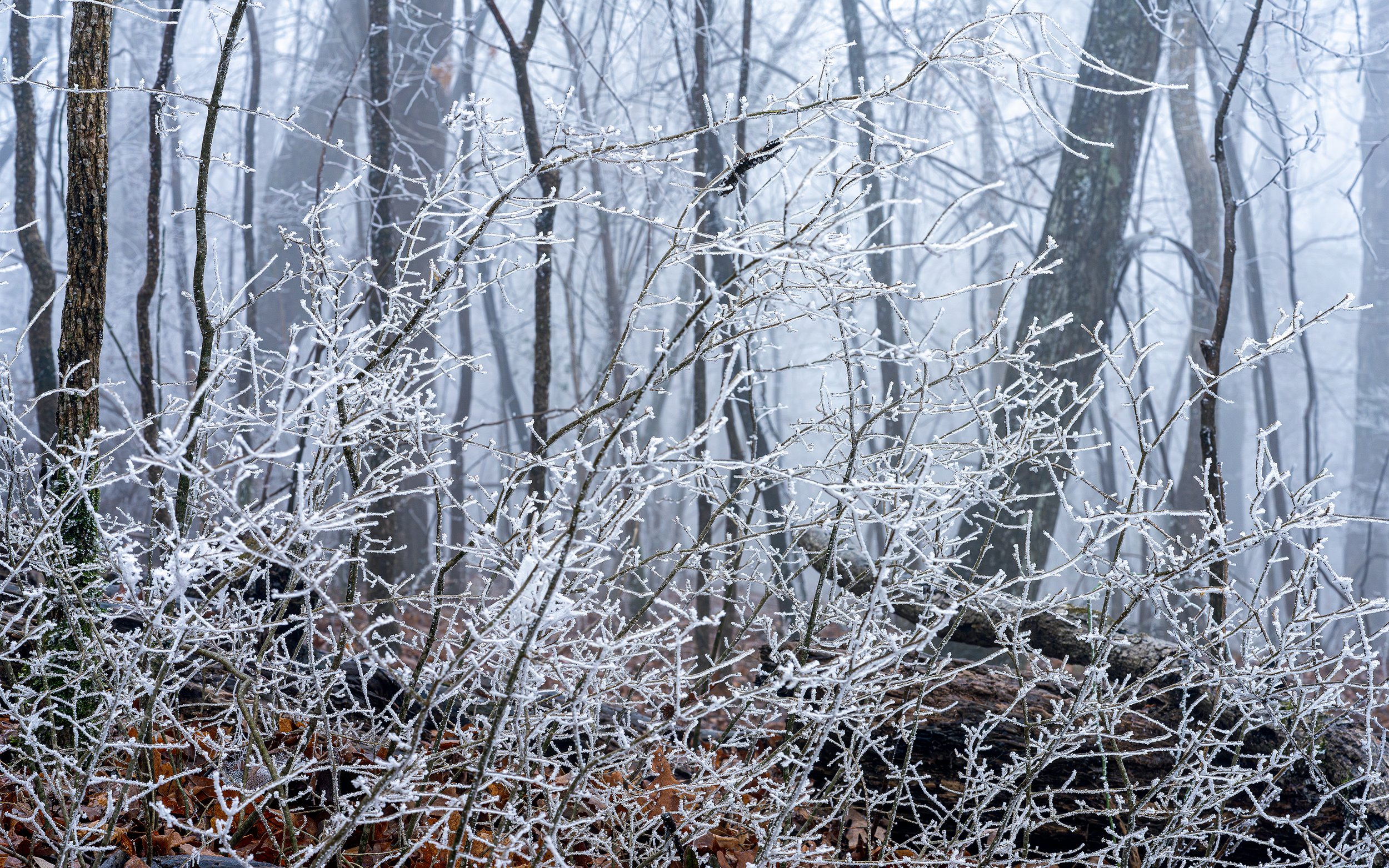 Frosty Morn