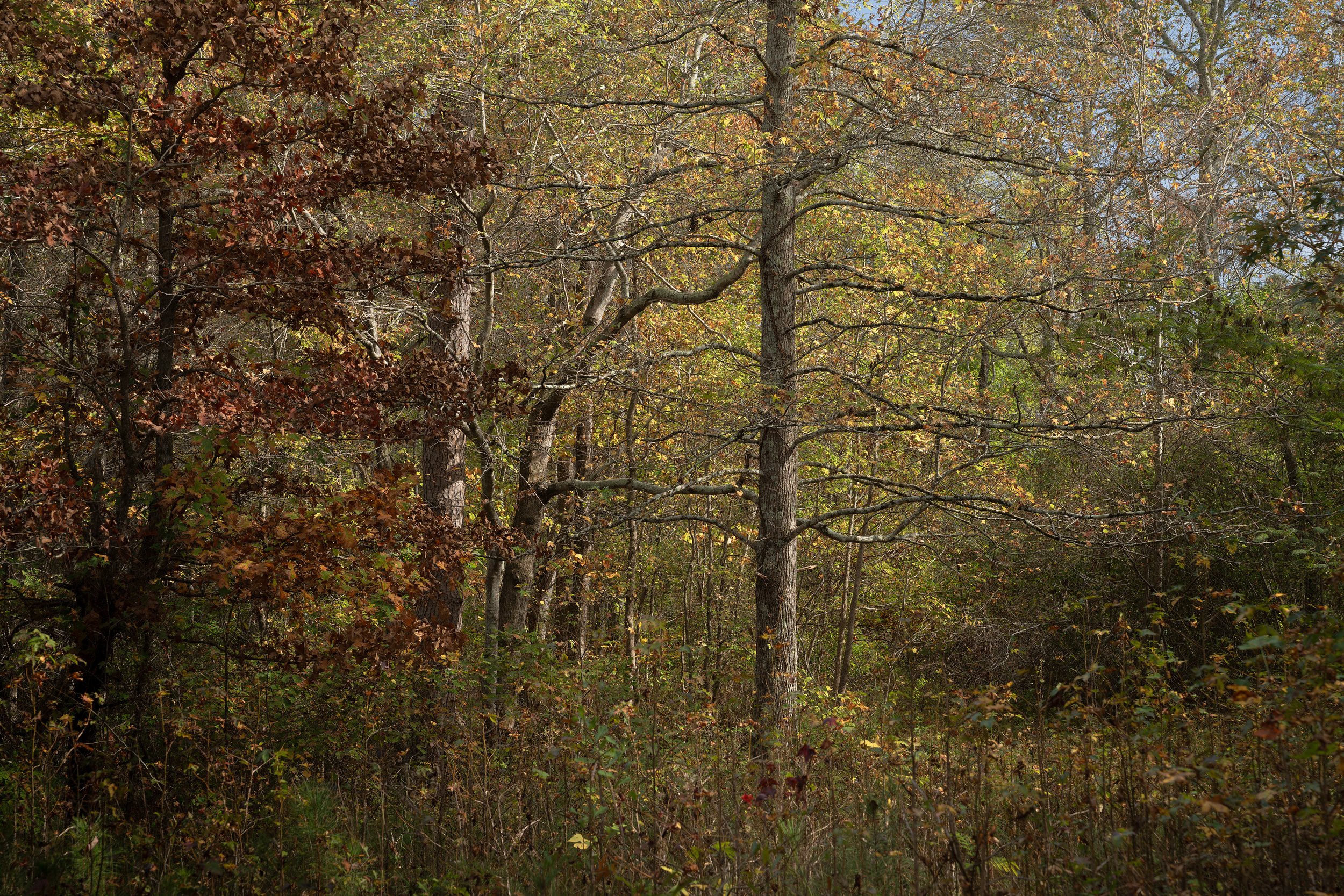November