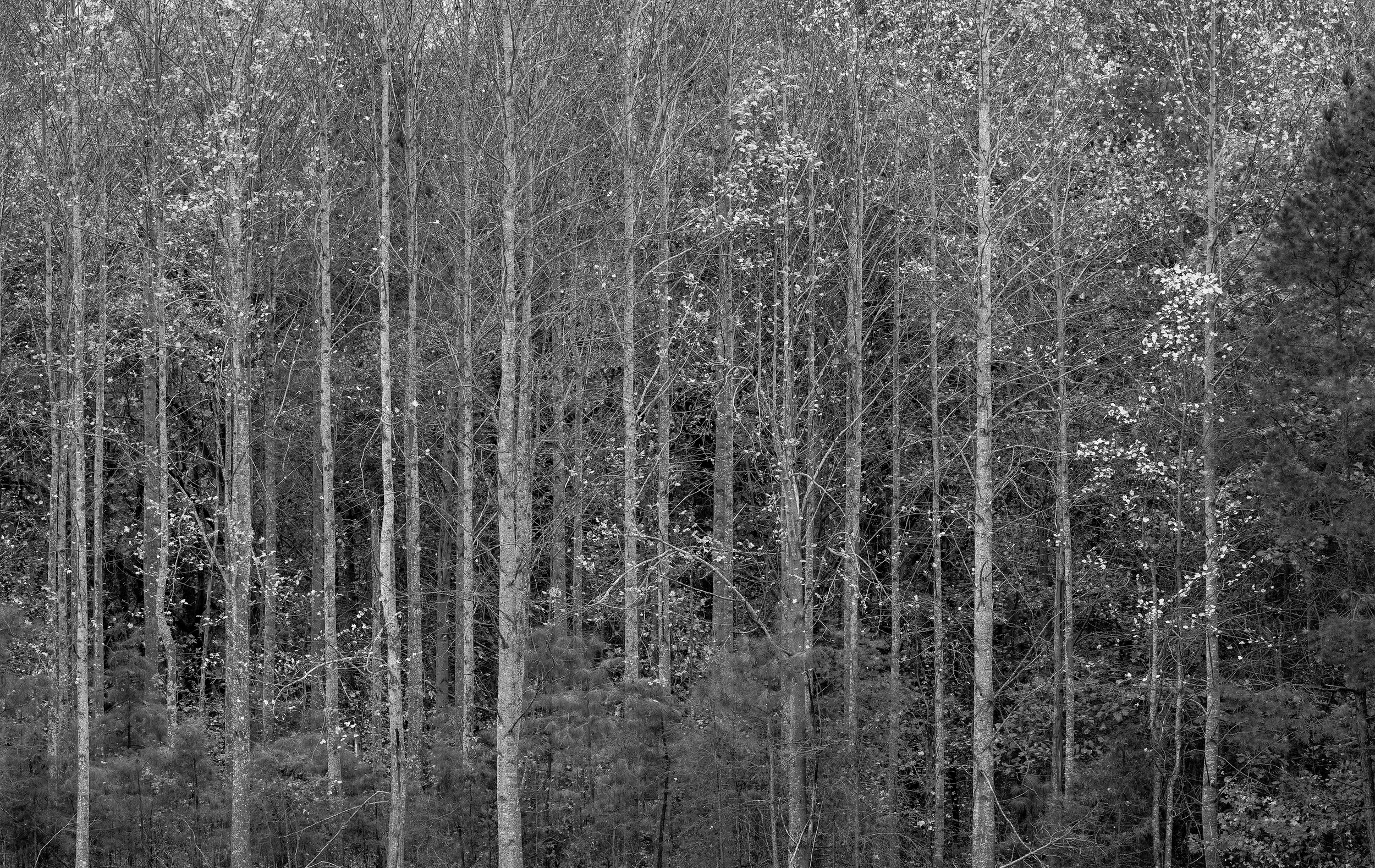 Fall Symphony (Black and White)